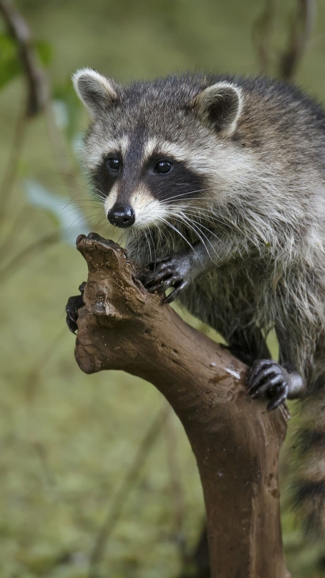 Striped raccoon, Tree branch lounging, Nature's artwork, Tierbilder beauty, 1080x1920 Full HD Phone