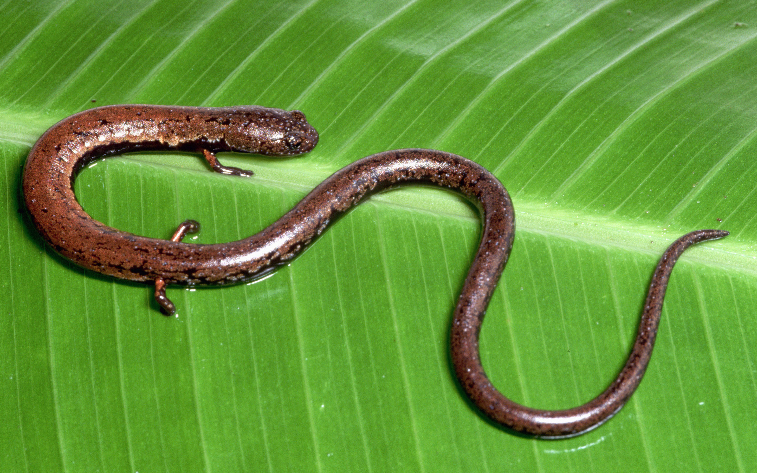 HD salamander wallpapers for desktop, High-quality background images, Wallpaper choice for nature enthusiasts, Wildlife art, 2560x1600 HD Desktop