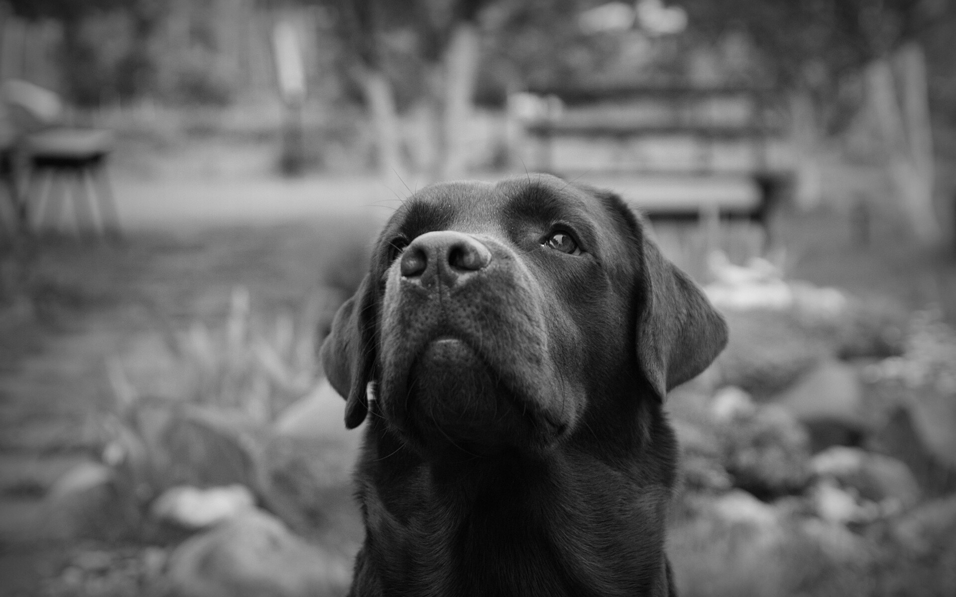 Labrador Retriever, Widescreen desktop, 1920x1080, Full HD, 1920x1200 HD Desktop