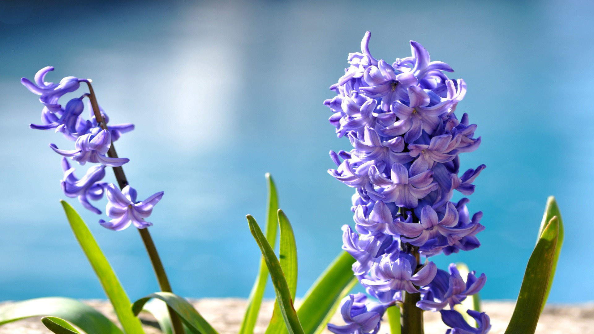 Hyacinth, Nature's beauty, Hyacinth wallpaper, Samantha Cunningham, 1920x1080 Full HD Desktop