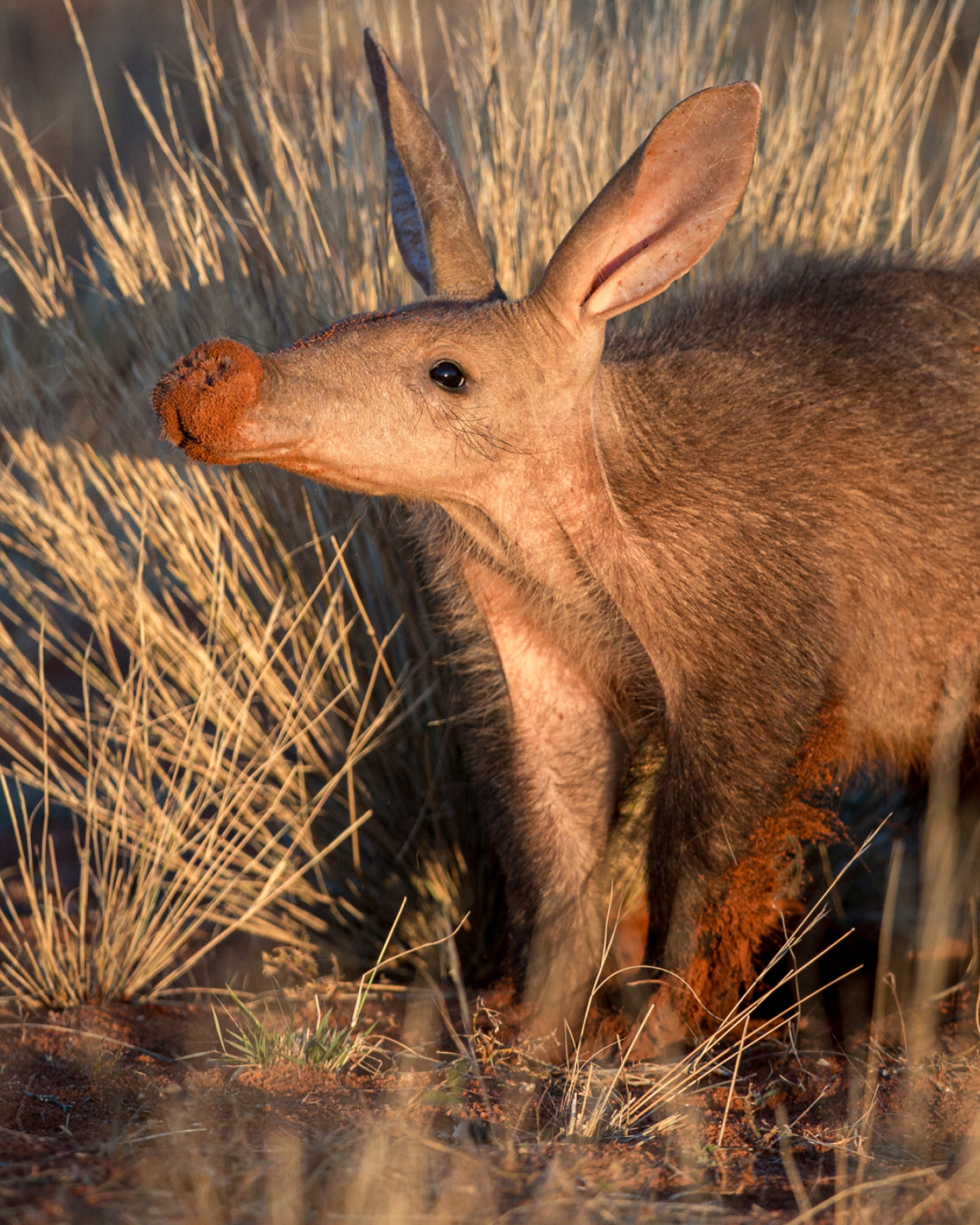 Aardvark, Rare creature, Getting to know, Curiosity, 1540x1920 HD Phone