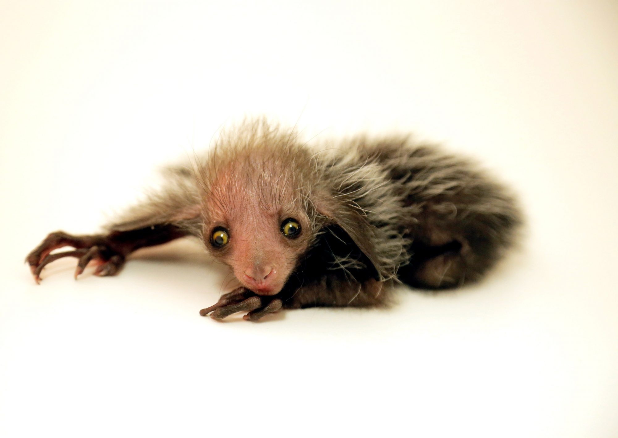 Denver Zoo's Aye Aye, Newborn lemur's arrival, Cute and curious, Zoo conservation efforts, 2000x1420 HD Desktop