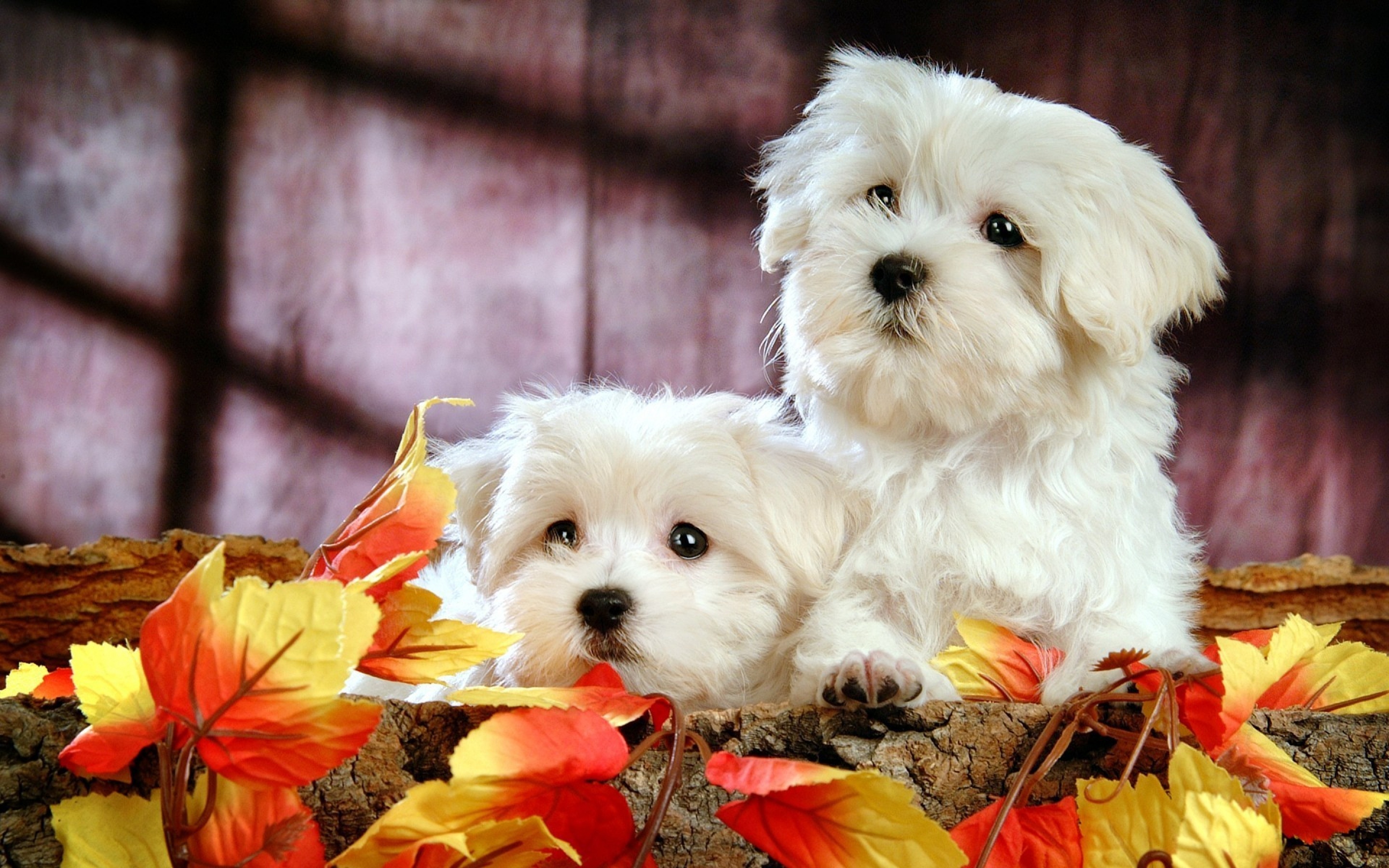 Bolognese Dog, Bichon frise, Wallpaper, 4518, 2880x1800 HD Desktop