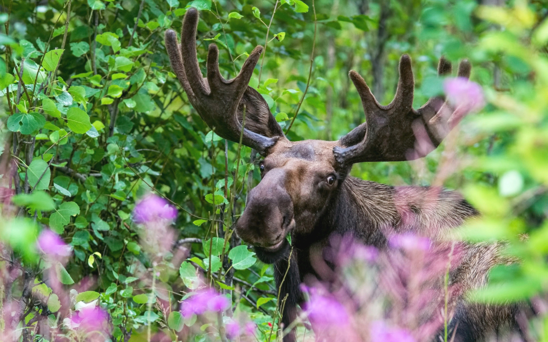 Forest portrait, Floral elements, Moose's grace, Nature's aesthetic, 1920x1200 HD Desktop