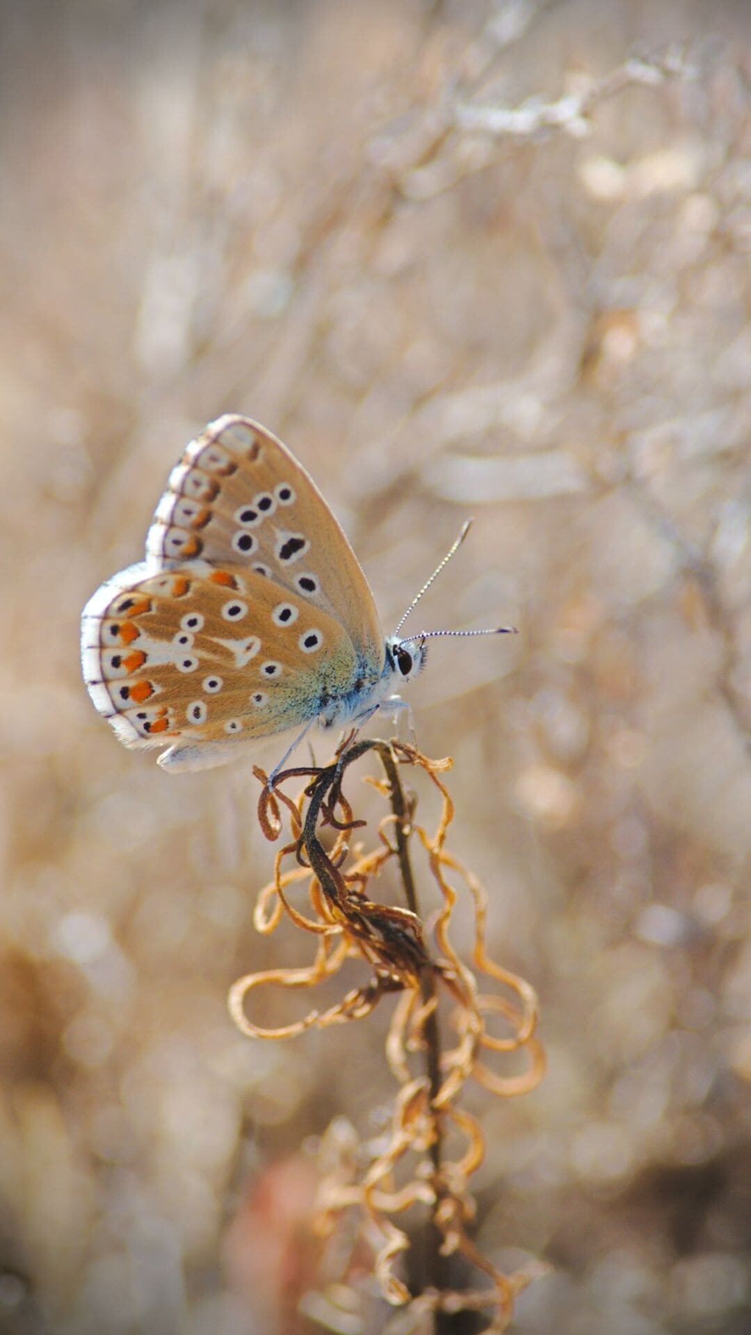 Polyommatus amandus, Butterflies Wallpaper, 1080x1920 Full HD Phone