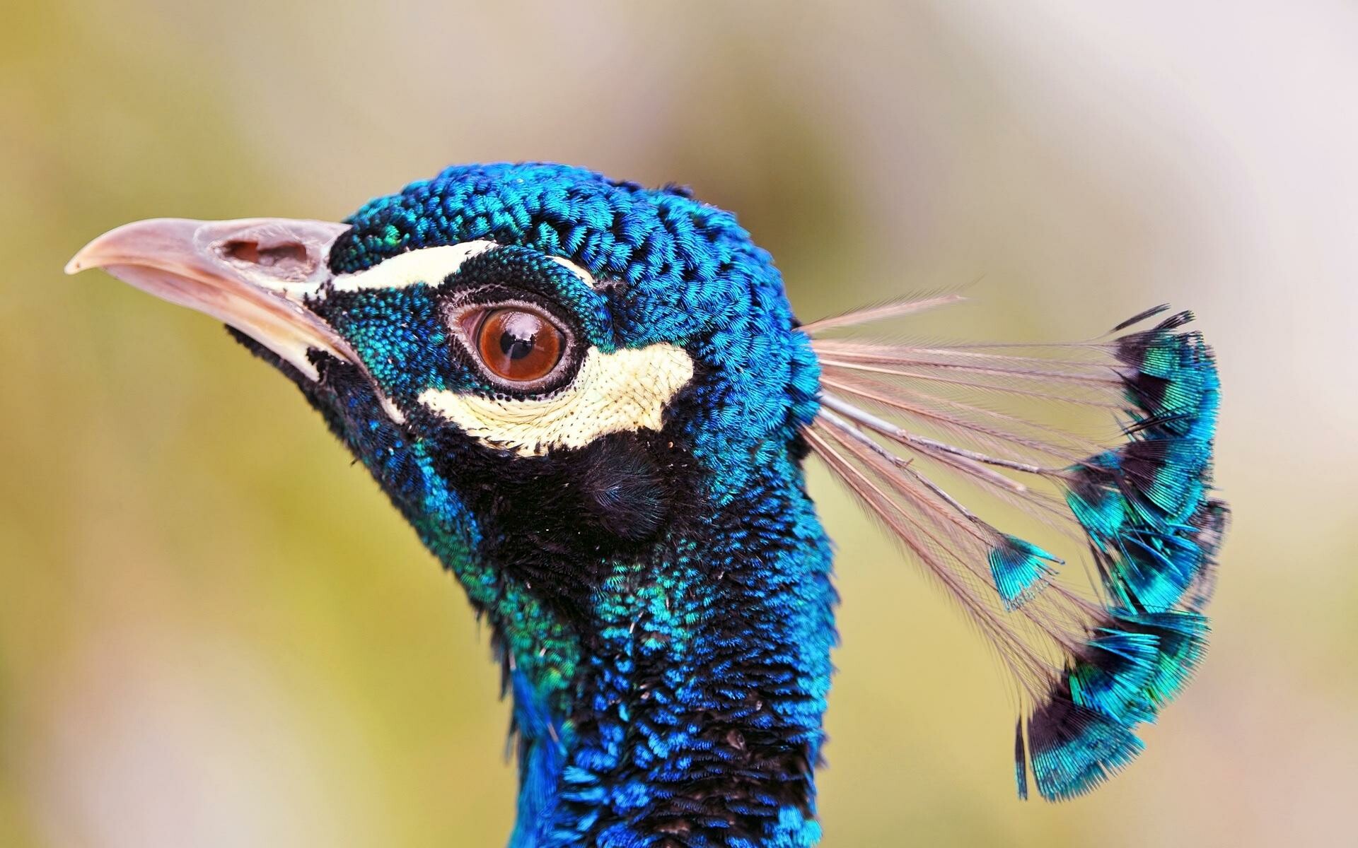 Profile, Peacocks Wallpaper, 1920x1200 HD Desktop