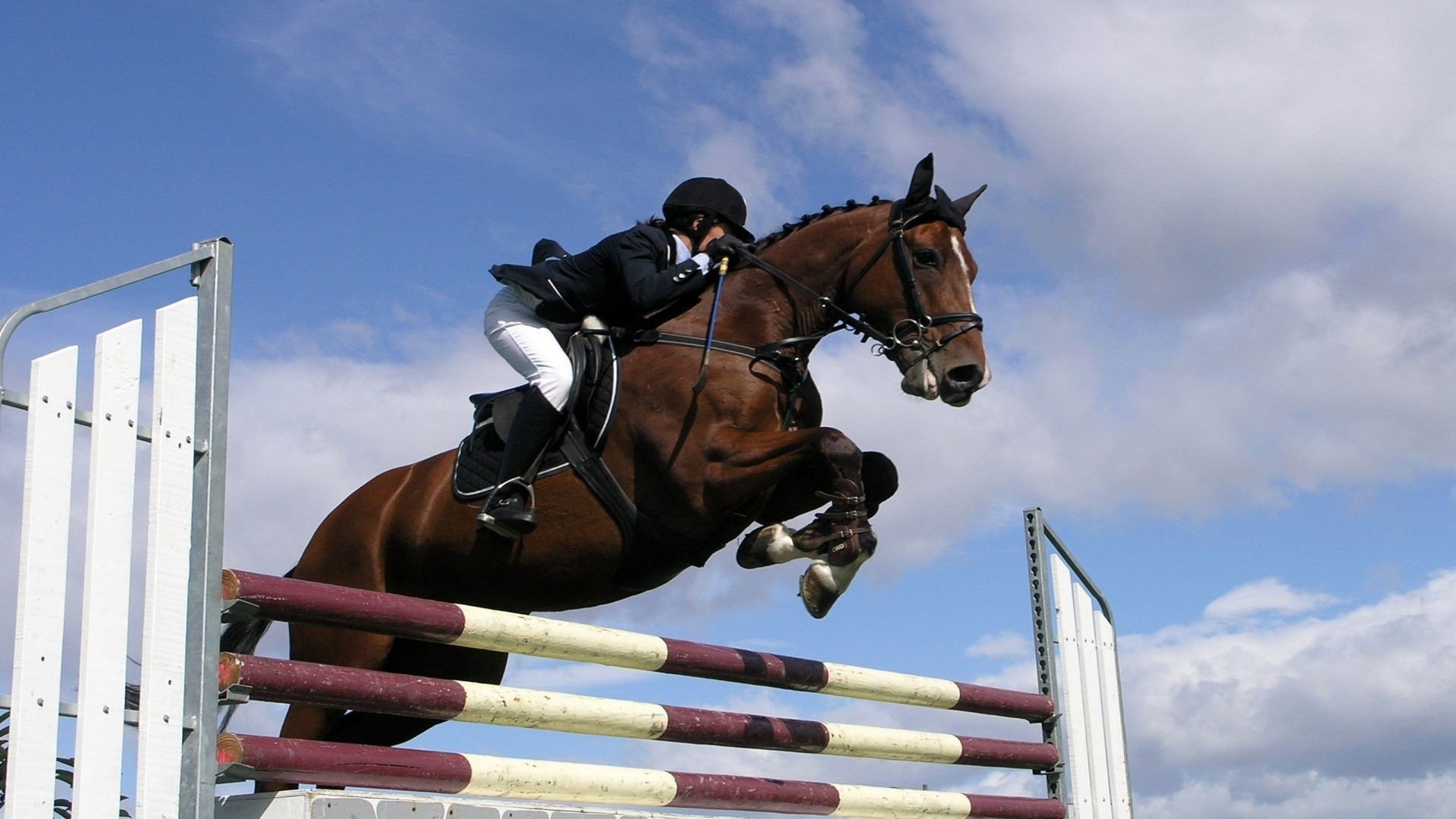 Horse riding wallpaper, John Thompson, Equitation, Equestrian, 1920x1080 Full HD Desktop