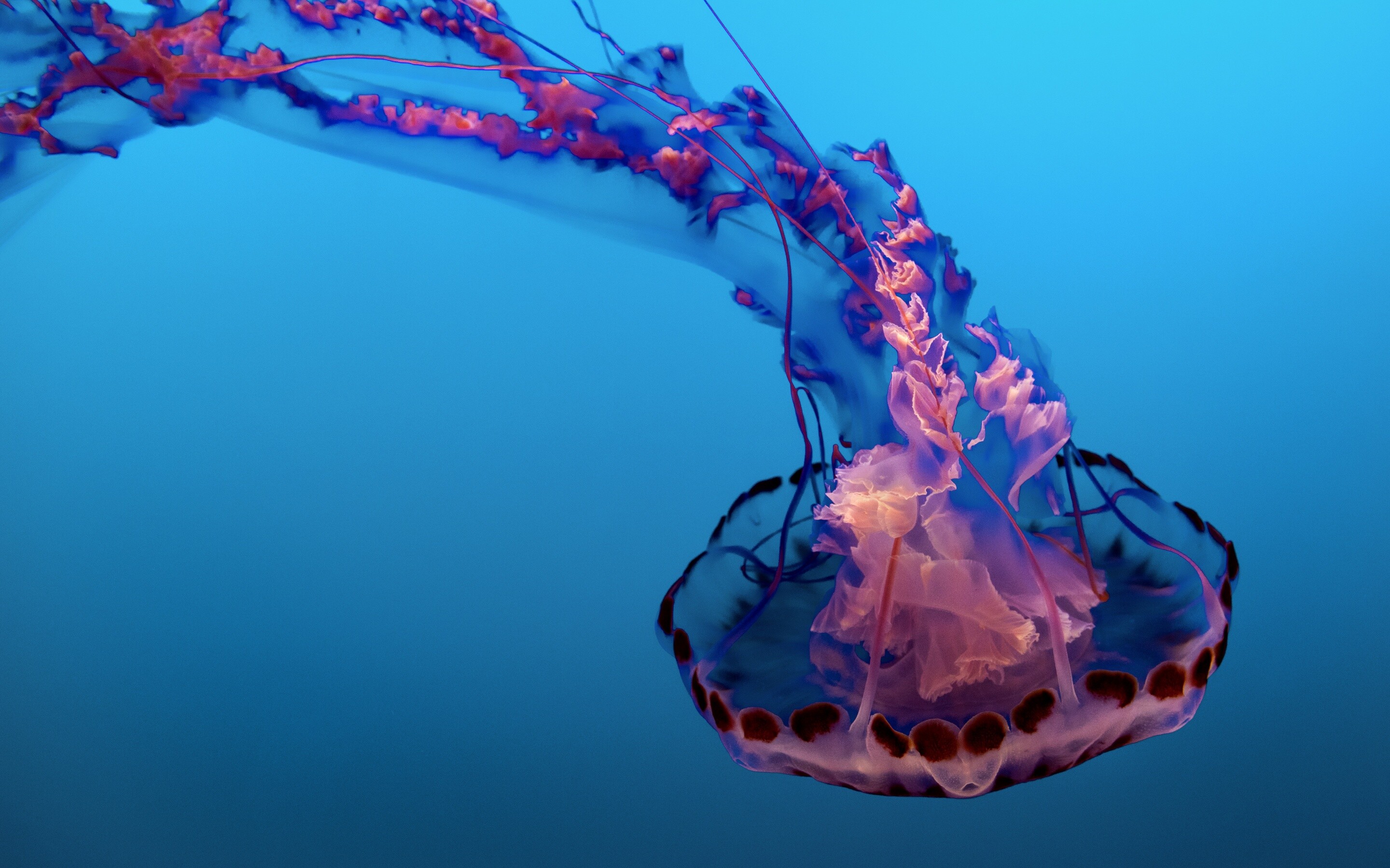 Pink jellyfish, Underwater delight, Glowing creatures, Sea life wonders, 2880x1800 HD Desktop