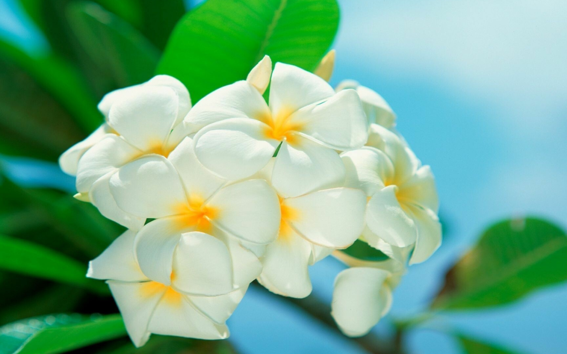 White plumerias, Flower wallpaper, Pure beauty, Delicate blossoms, 1920x1200 HD Desktop