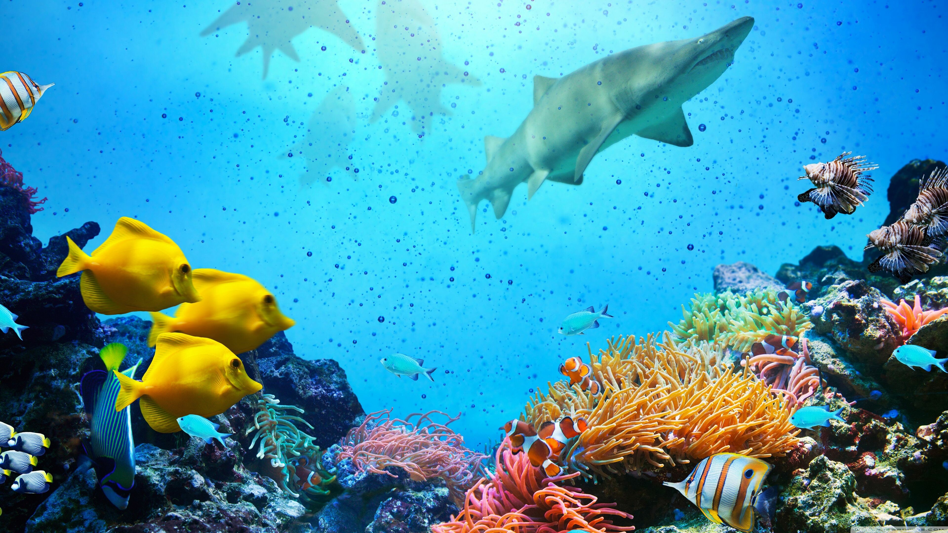 Coral reef, UHD 4K backgrounds, Nature, Wallpapers, 3840x2160 4K Desktop