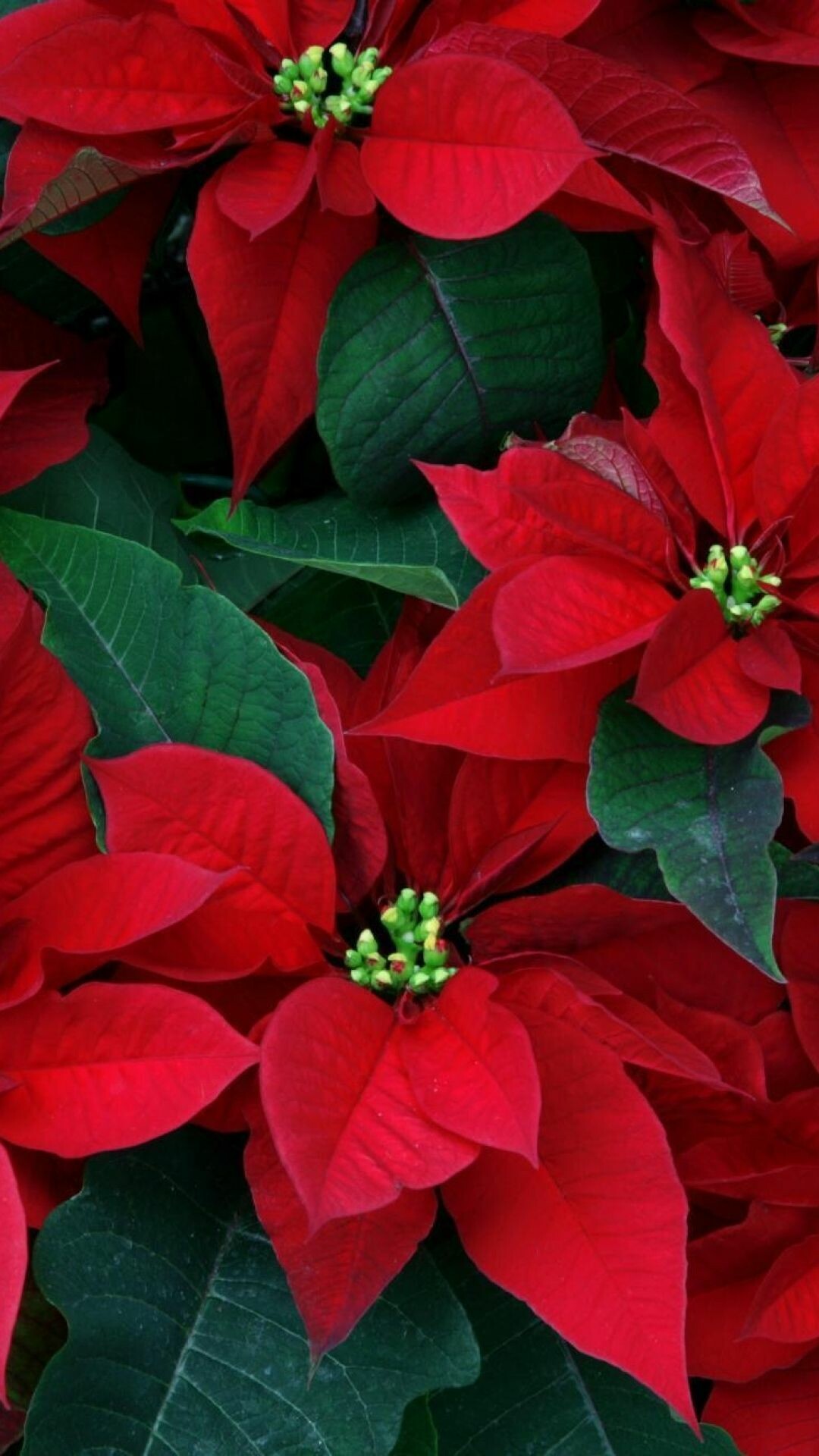 Detailed poinsettia wallpapers, Christmas flowers, 1080x1920 Full HD Phone