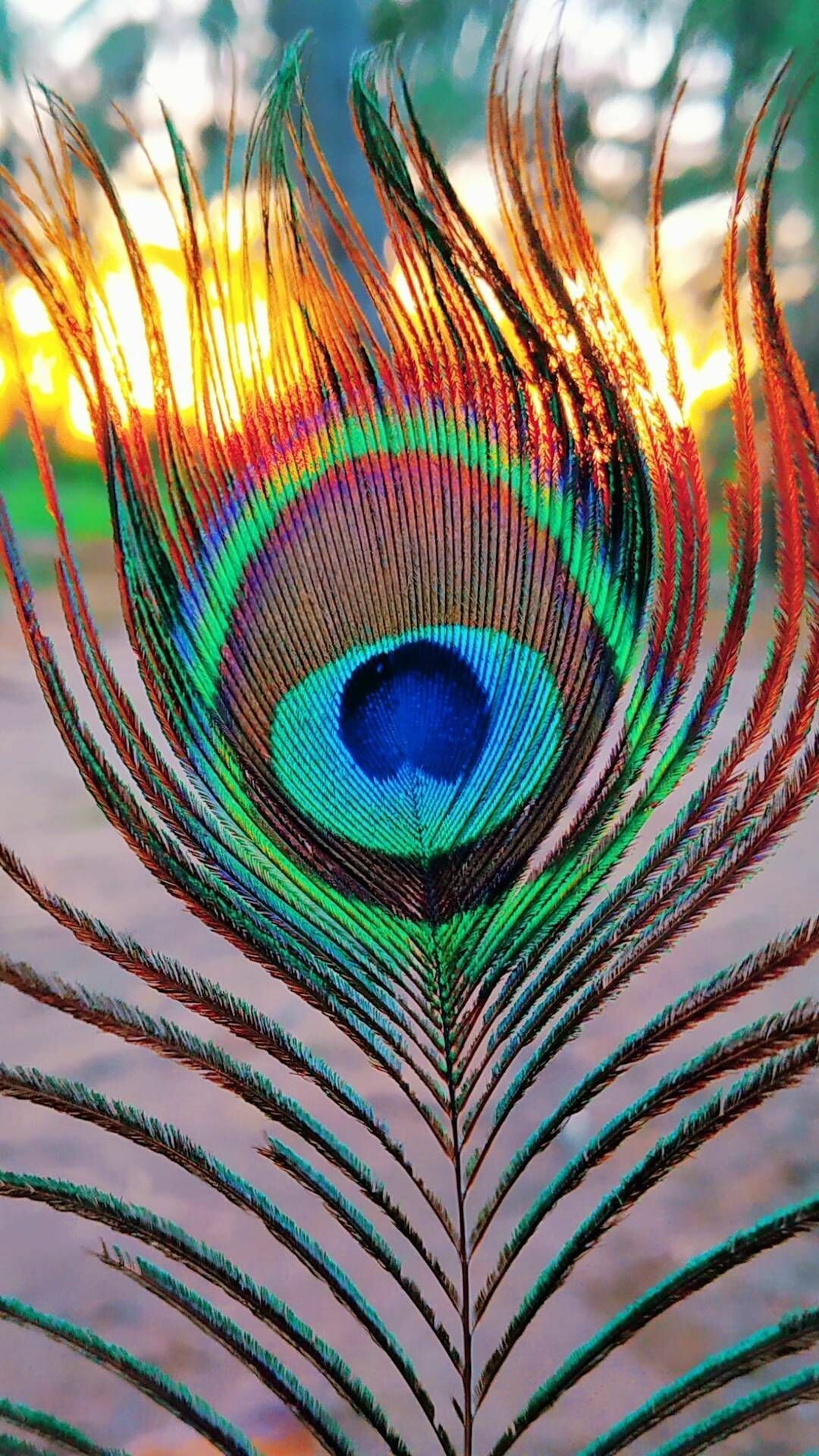 Peacock Android phone wallpapers, Stunning bird, Vibrant colors, Captivating designs, 1080x1920 Full HD Phone