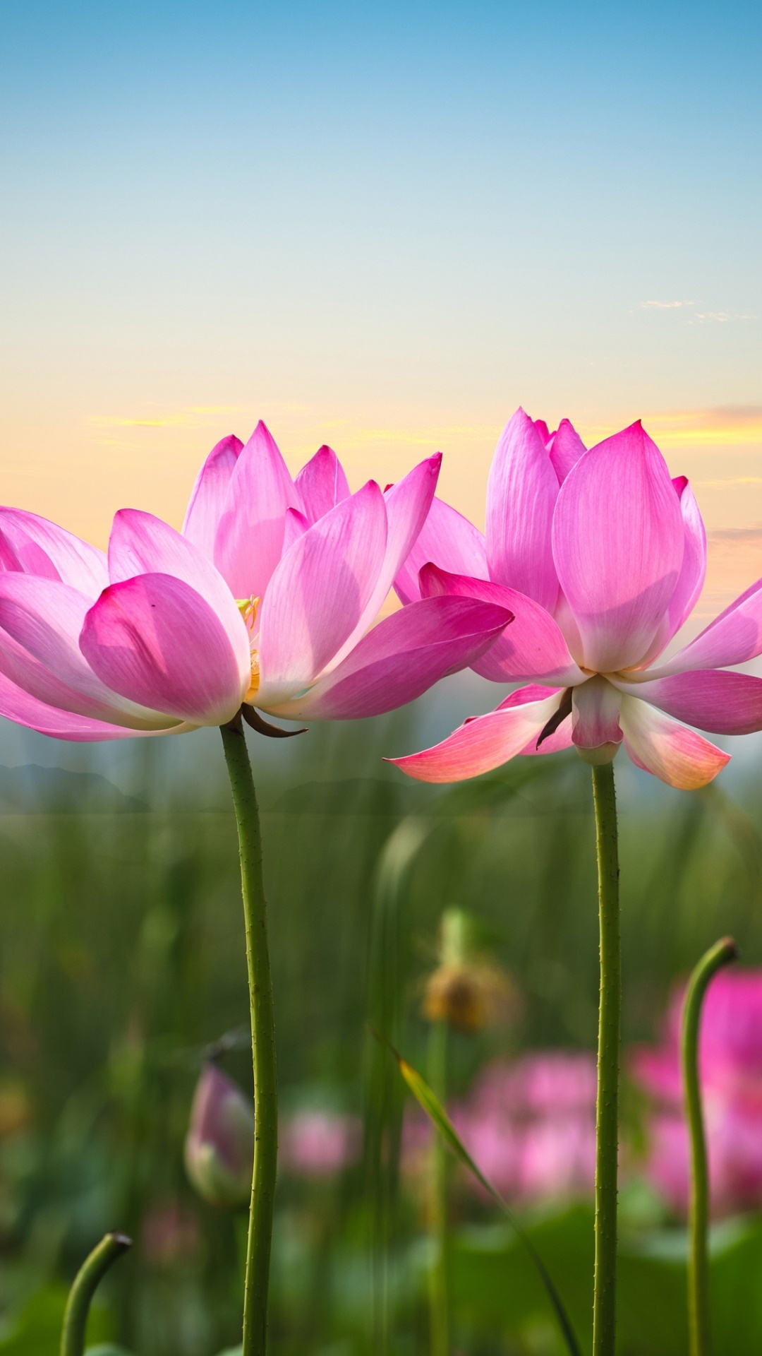 Pink sacred lotus blossoms, Green wetland stems, Pastel morning sky, Full HD Phone wallpaper
