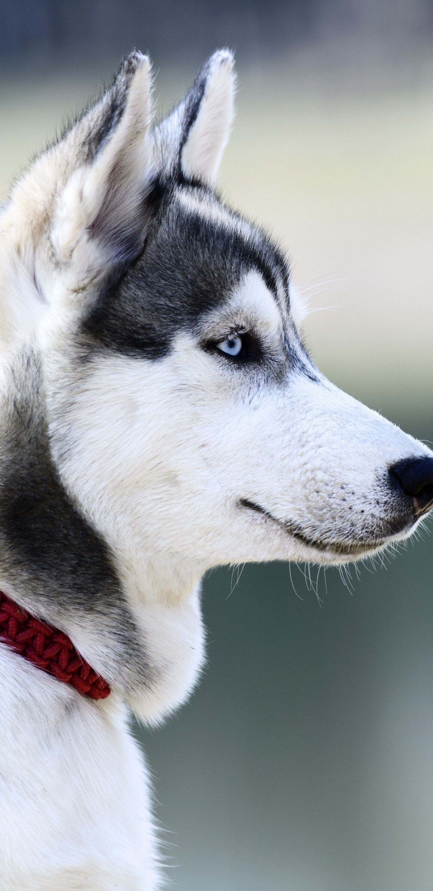Husky muzzle close-up, Samsung Galaxy wallpaper, HD image, Detailed depiction, 1440x2960 HD Phone