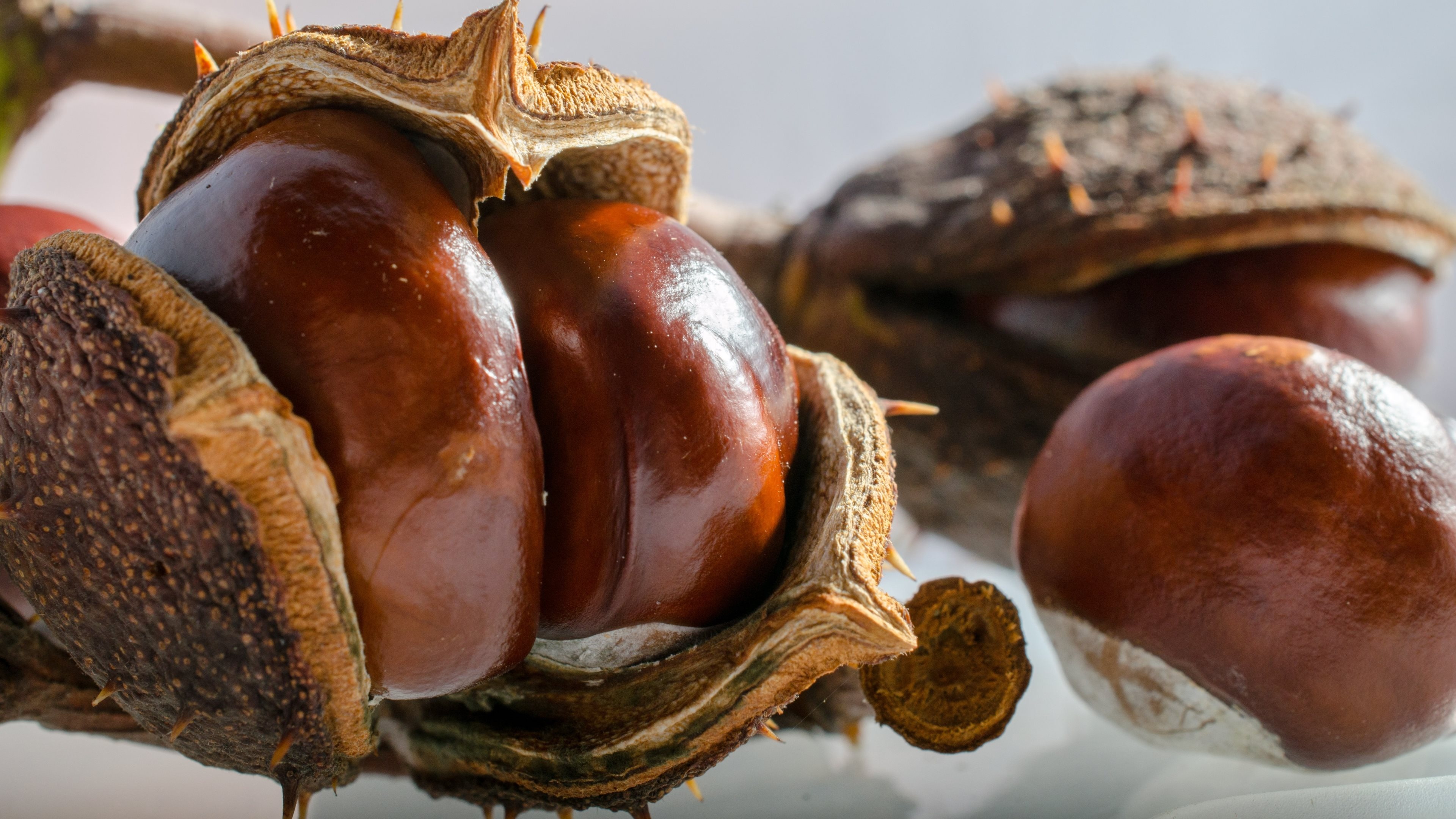 Buckeye Tree, Nutty delights, Chestnut family, Gorgeous wallpaper, 3840x2160 4K Desktop