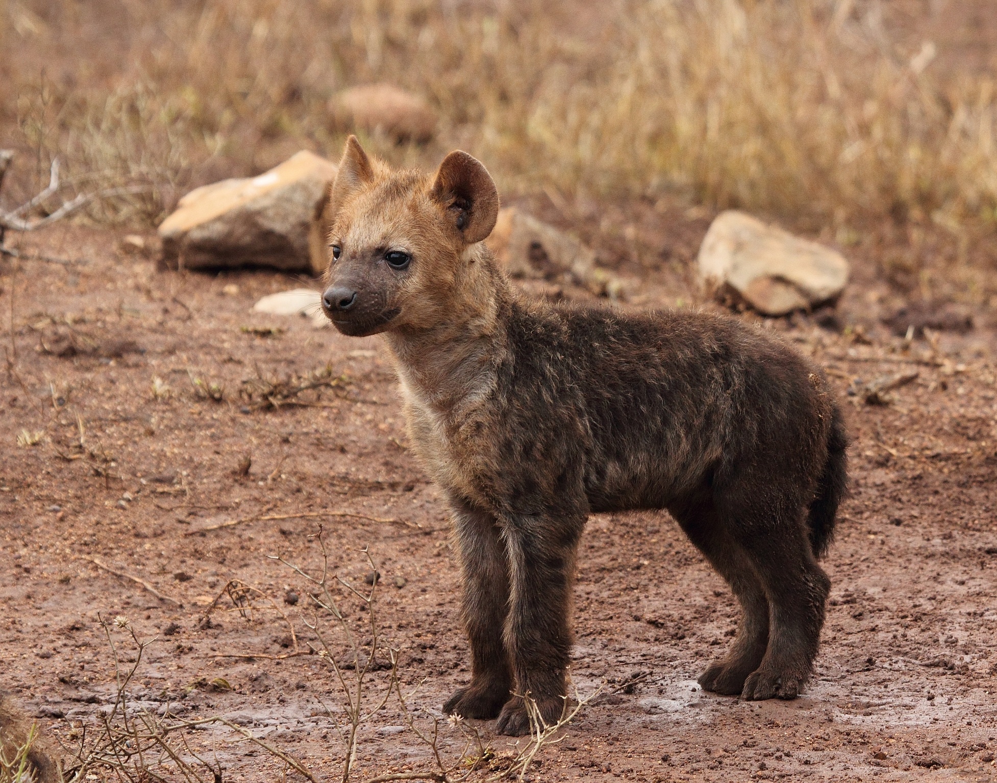 Baby, Hyena Wallpaper, 1960x1540 HD Desktop
