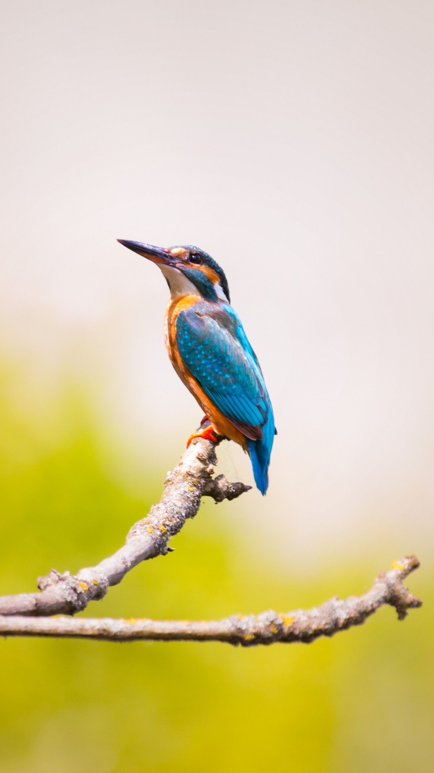 Kingfisher, Playful bird, Blurred background, Funny moments captured, 1440x2560 HD Phone