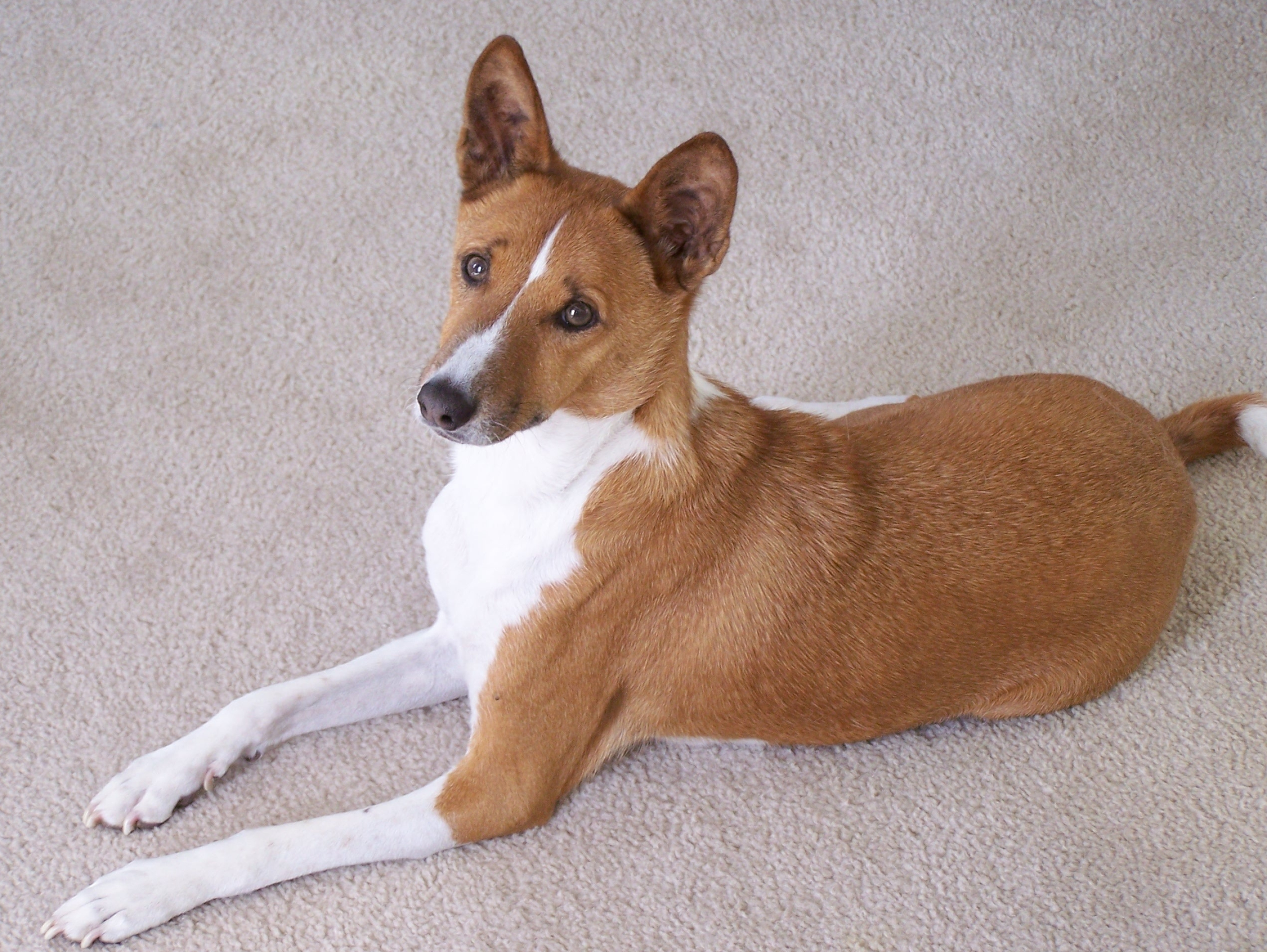 Basenji Dog, Doggy wallpapers, Vibrant backgrounds, HD images, 2840x2130 HD Desktop