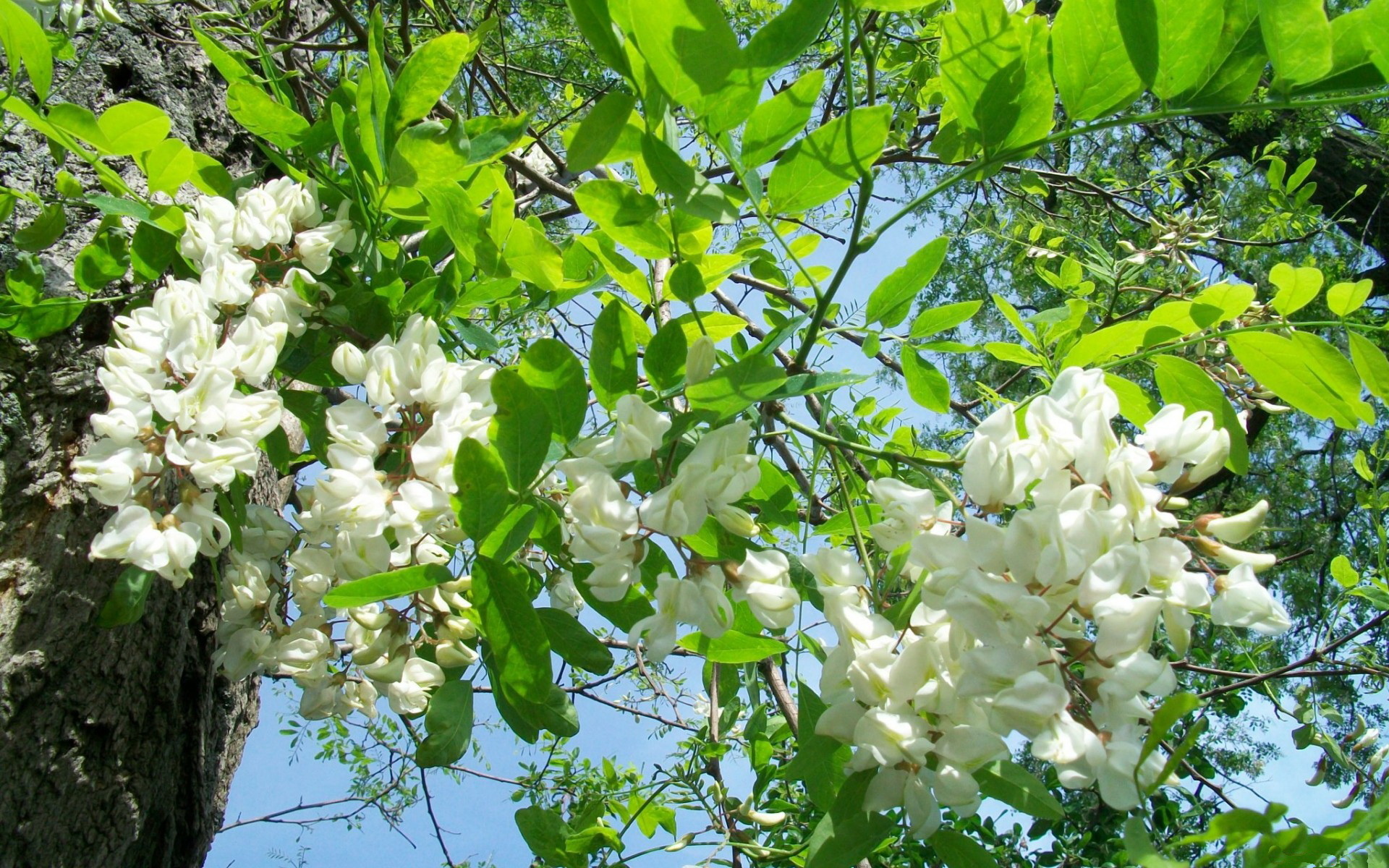 Blossom wallpaper, Nature's spectacle, Fresh beginnings, Captivating scene, 1920x1200 HD Desktop