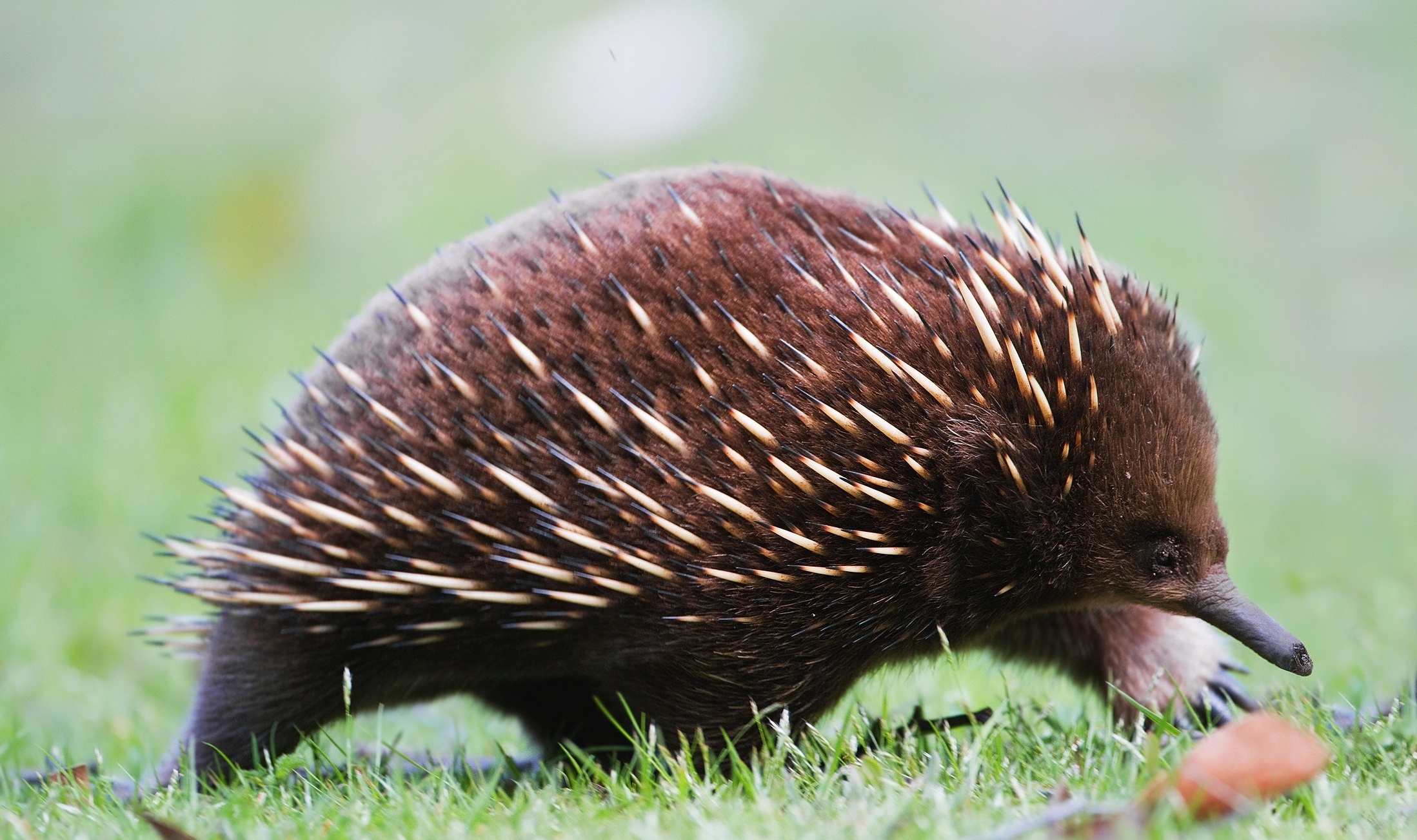 Untapped topic, Echidna facts, Unique creatures, Natural beauty, 2200x1310 HD Desktop