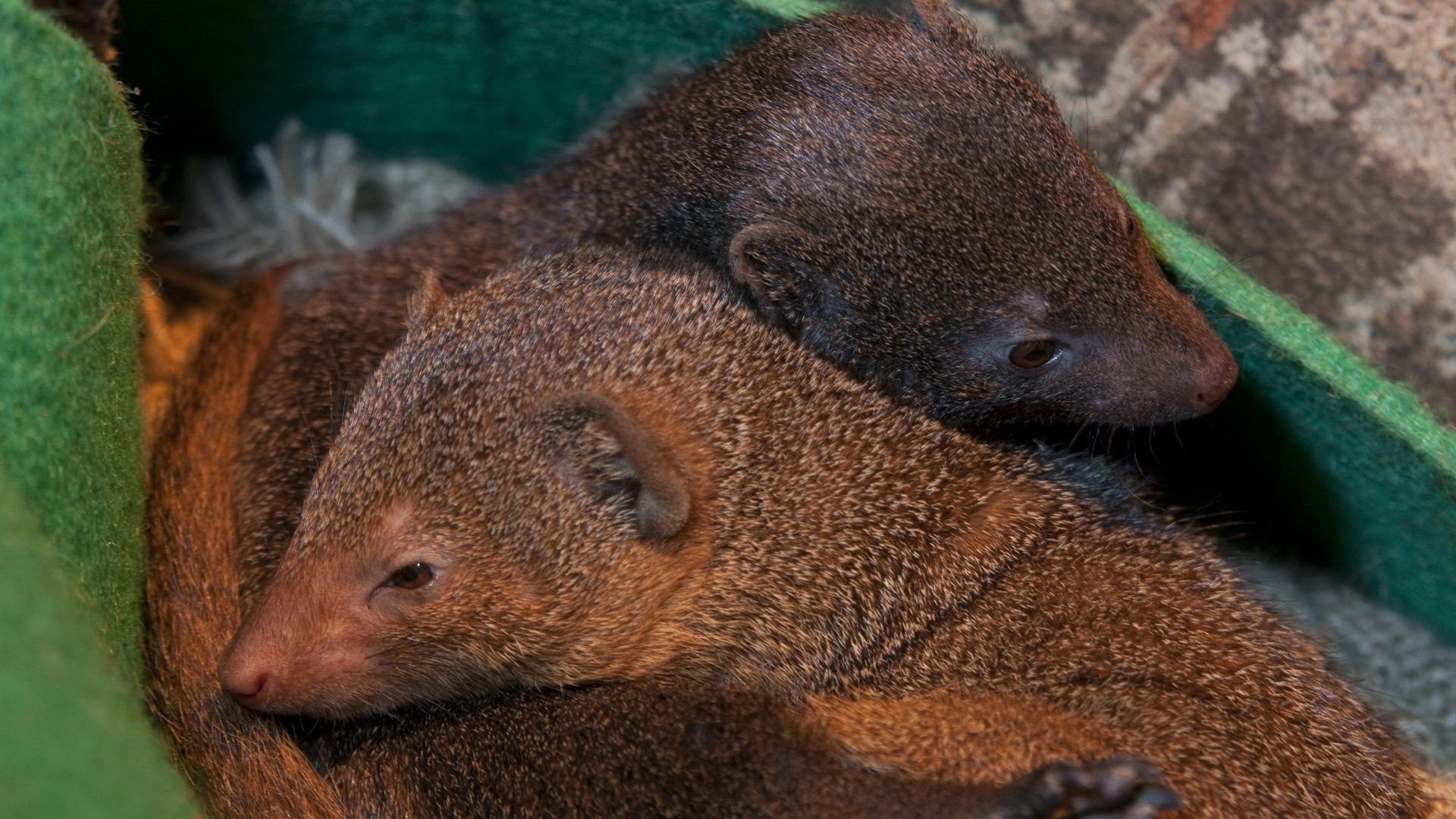 Mongoose background, HD wallpapers, Nature's beauty, Animal photography, 1920x1080 Full HD Desktop