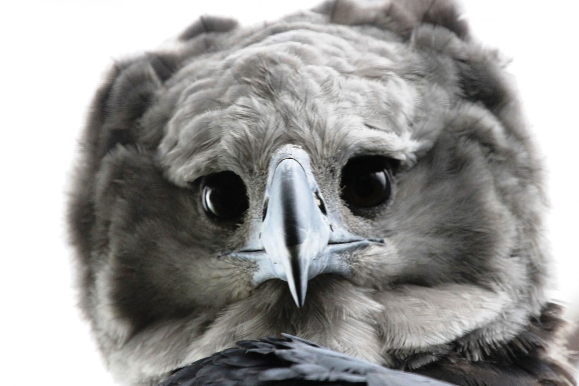 Harpy Eagle, Magnificent creature, Wingspan extended, Wilderness dweller, 2000x1340 HD Desktop