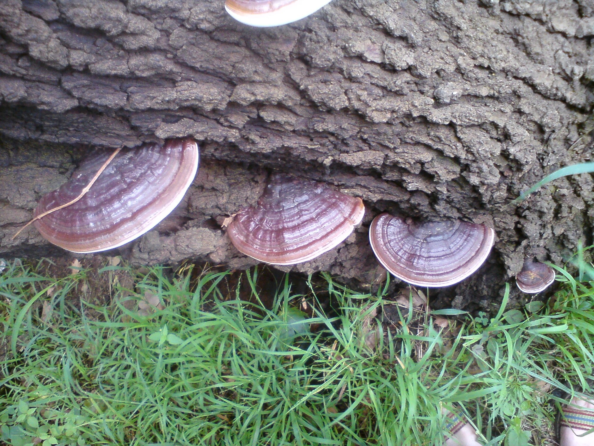 Red Reishi, Ganoderma lucidum, Mushrush fungi, Specialists, 2050x1540 HD Desktop