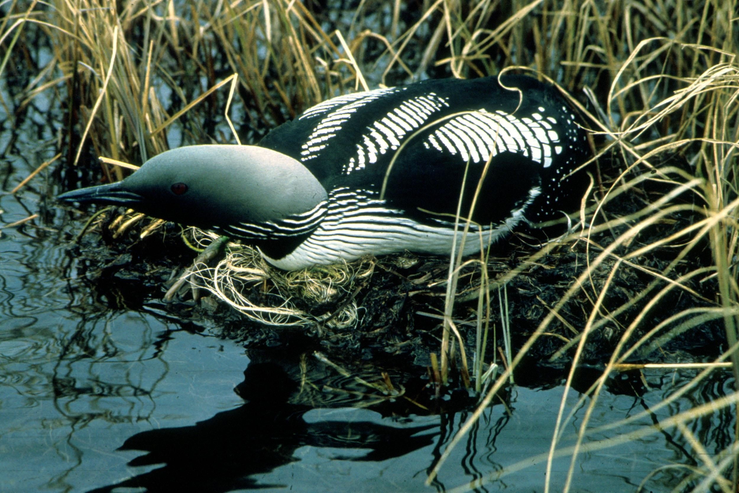 Arctic loon nest, 2500x1670 HD Desktop