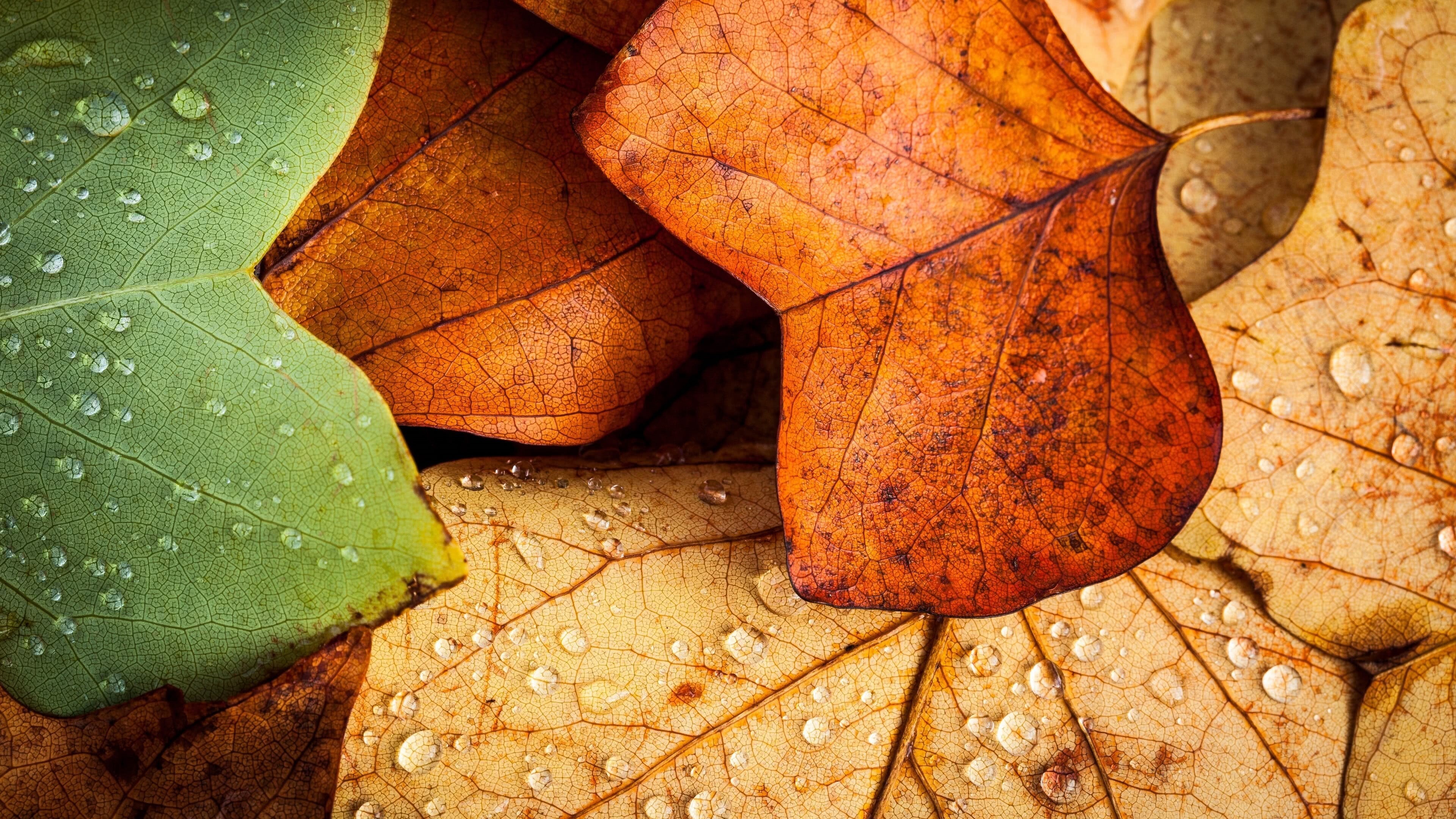 Autumn leaves, UHD 4K wallpaper, 3840x2160 4K Desktop