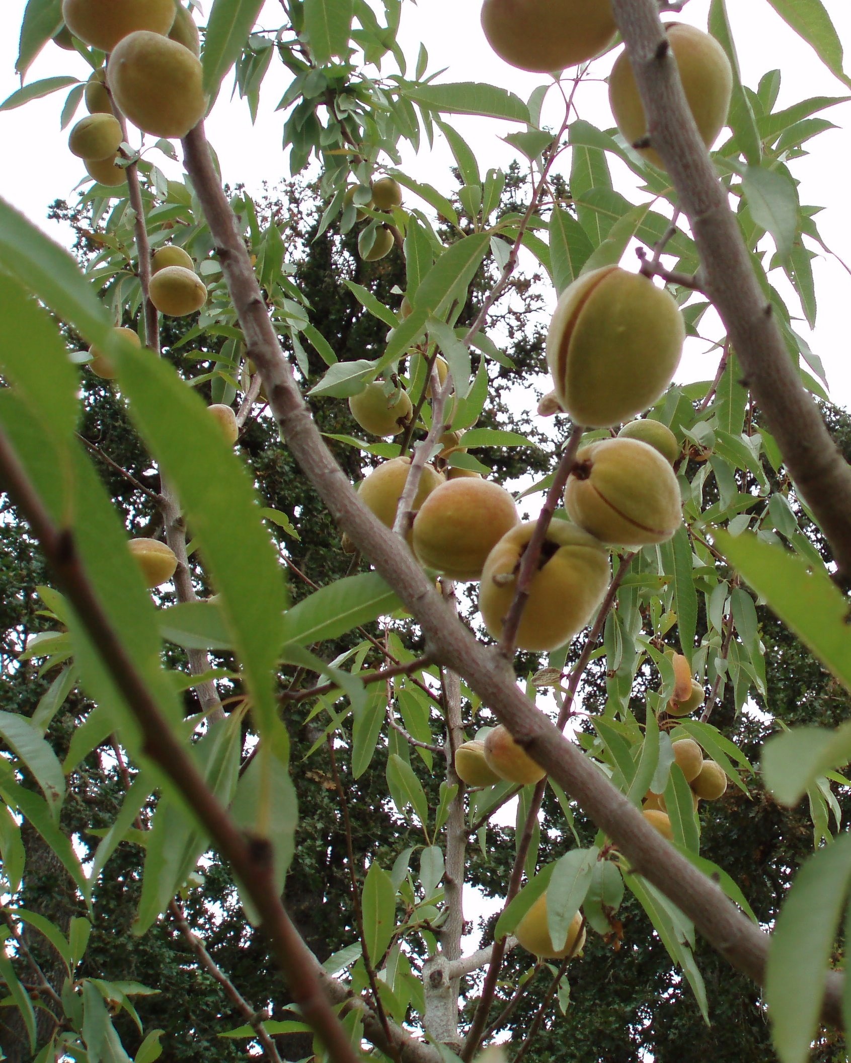 Hardy almond variety, Fragrant halls hardy, Homegrown almonds, Gardeners' delight, 1700x2120 HD Phone