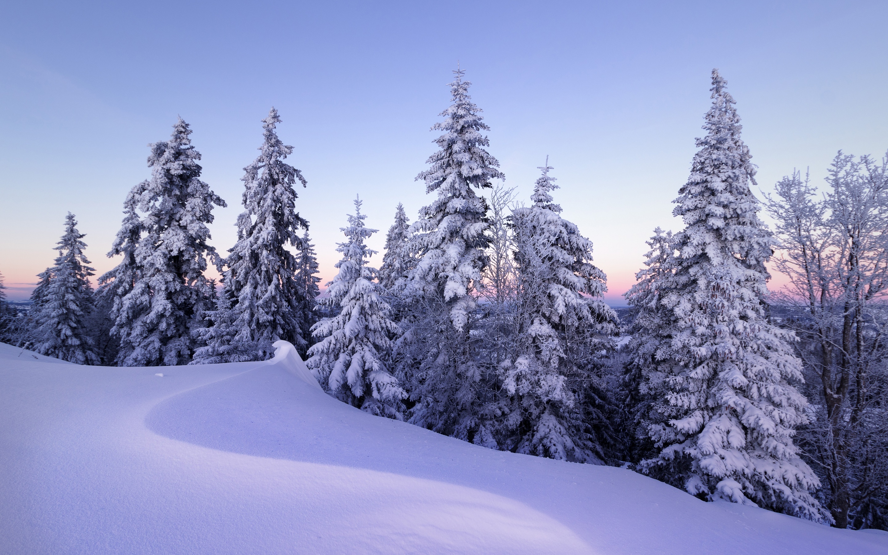 snow-covered pine trees, snowdrift ridge foreground, pastel twilight sky, HD Desktop wallpaper