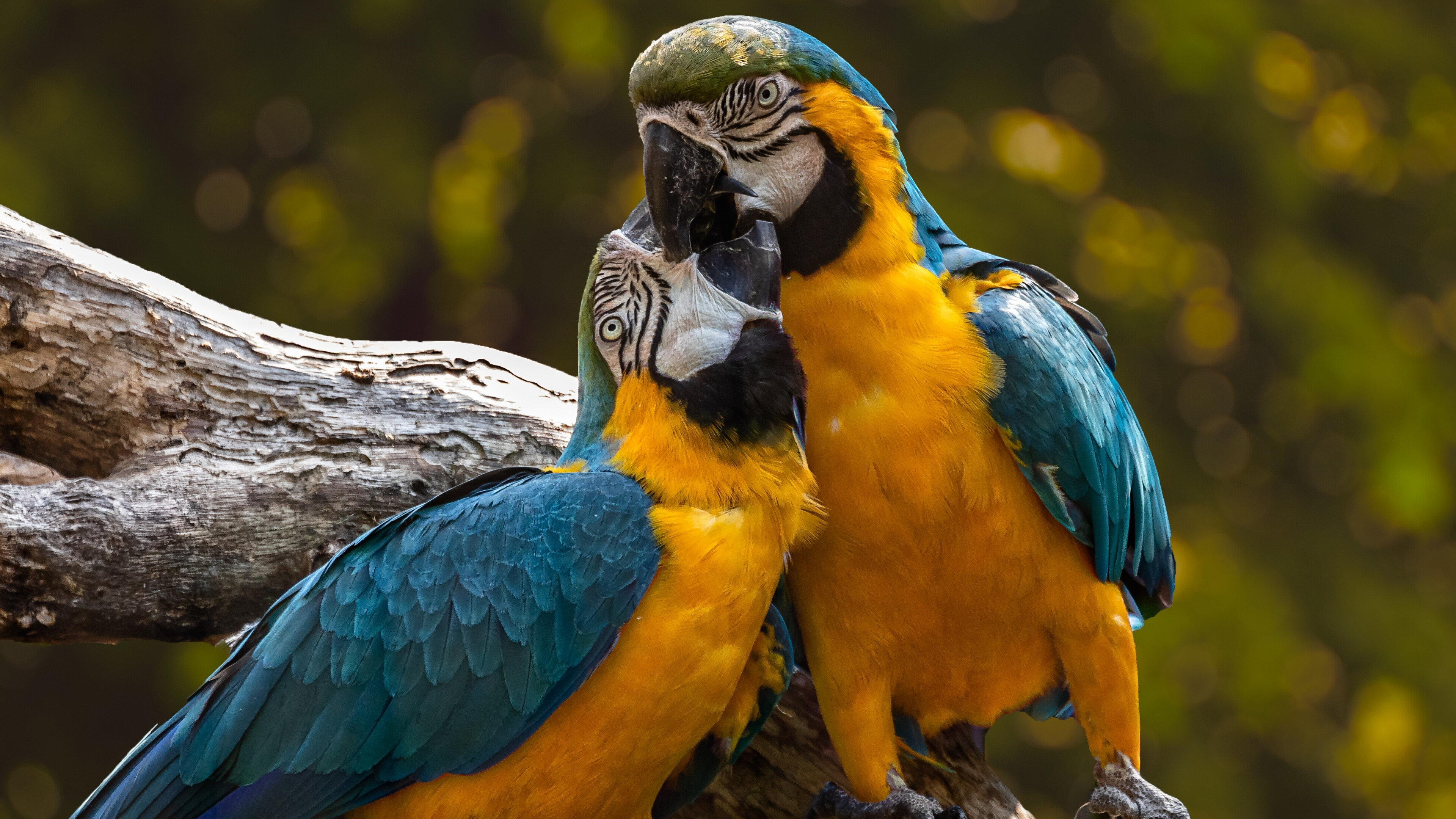 Zoo parrot macaw, Kiss pair wallpaper, Nature's love, Colorful affection, 3840x2160 4K Desktop