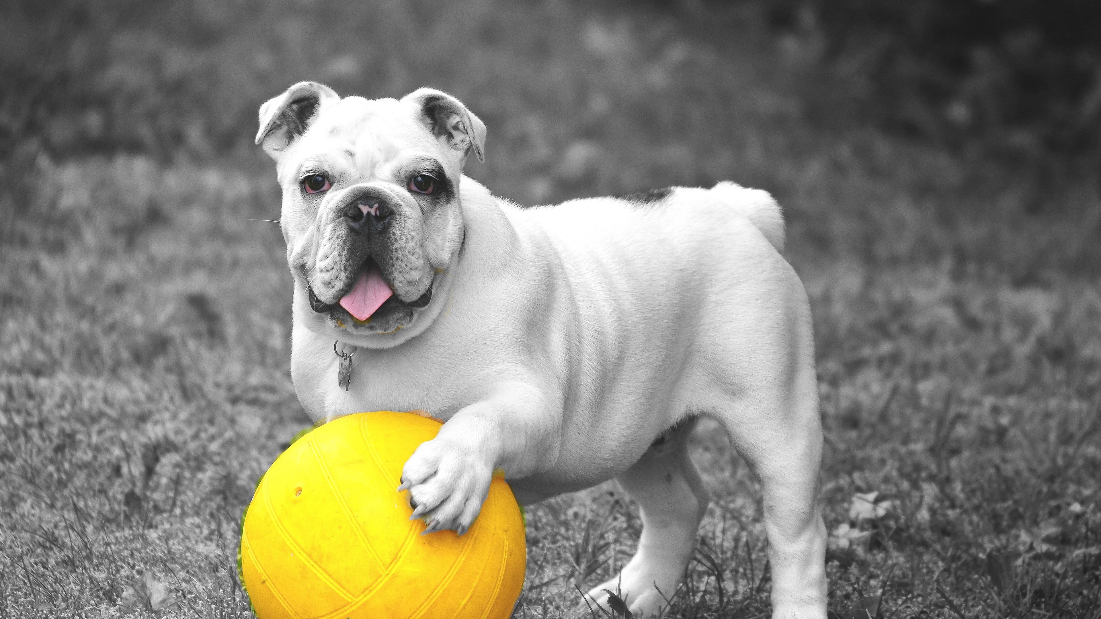 Ball, Dog Sports Wallpaper, 3840x2160 4K Desktop