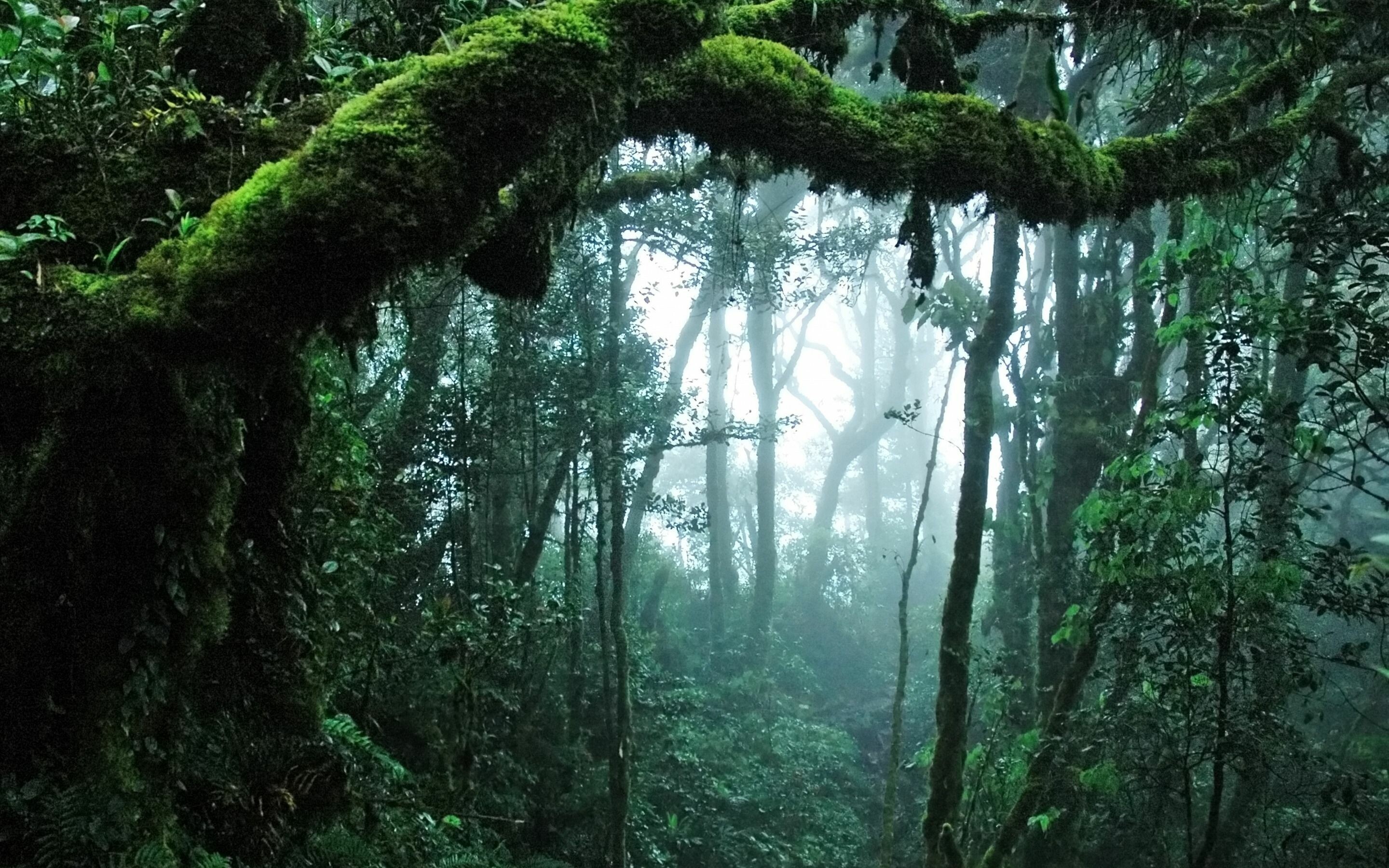 High-definition jungle, Lush foliage, Cloudy canvas, Picturesque scenery, 2880x1800 HD Desktop