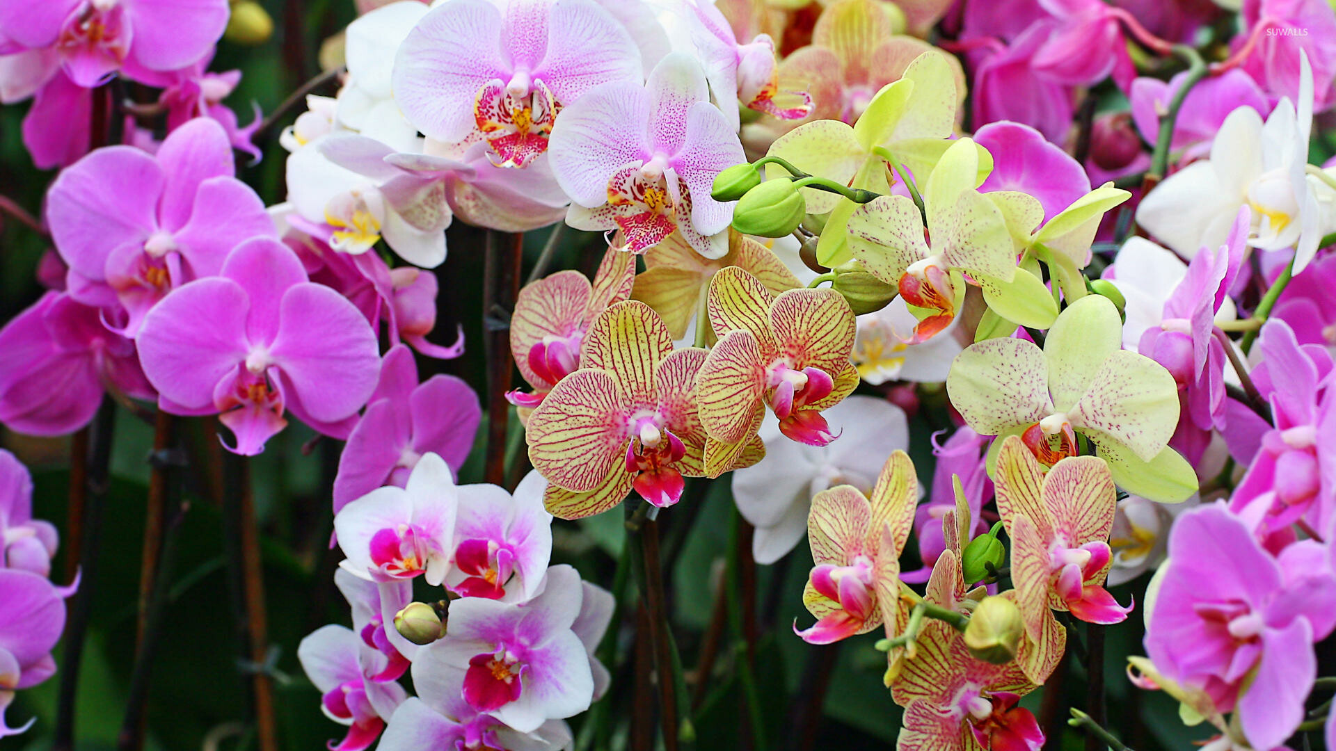 Orchids wallpaper, Exquisite flowers, Nature's artwork, Wallpaper collection, 1920x1080 Full HD Desktop