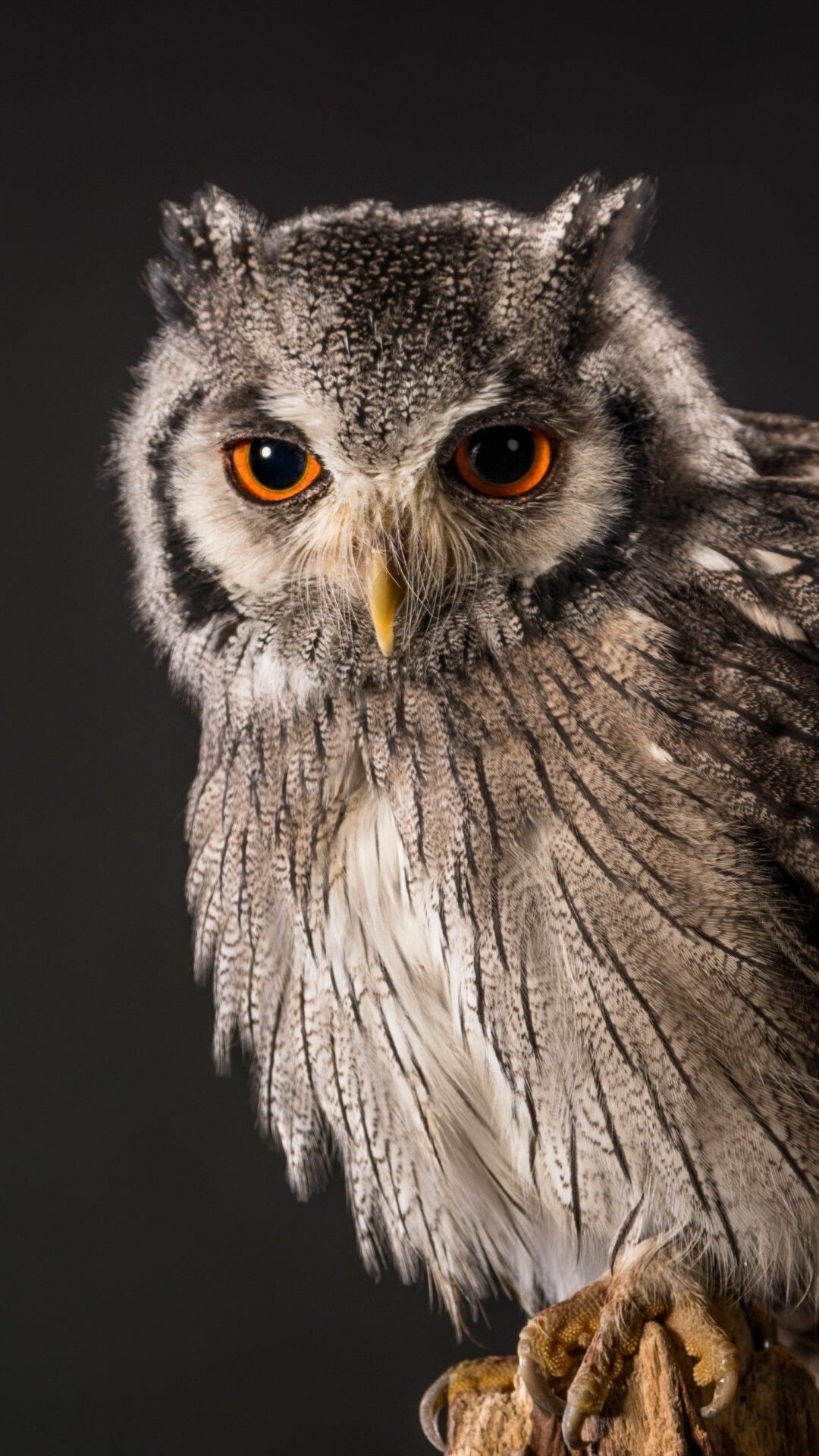 Pet birds, Owl animals, Nature's companions, Wallpaper with owl motif, 1080x1920 Full HD Phone