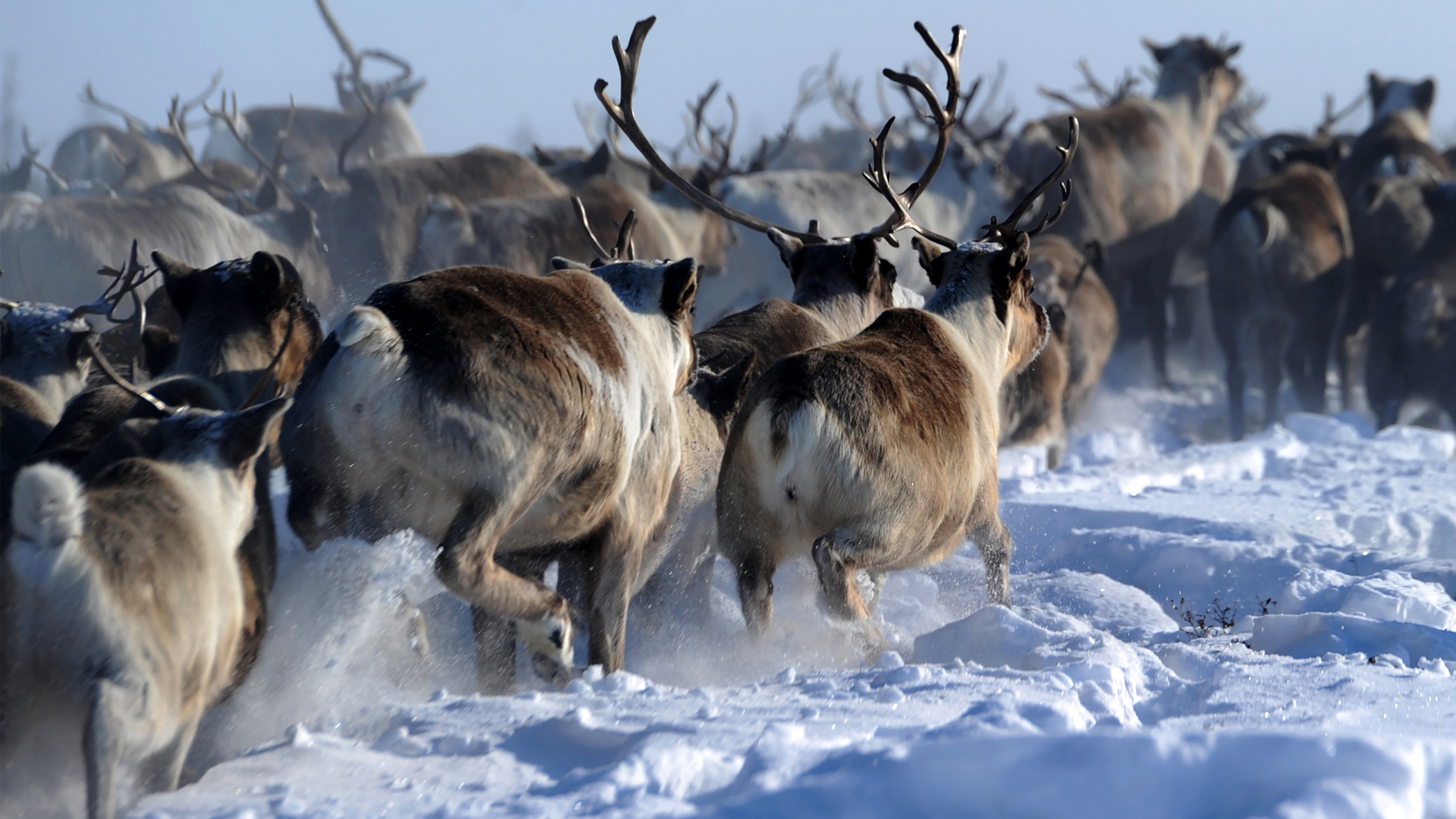 Herd, Caribou Wallpaper, 2800x1580 HD Desktop