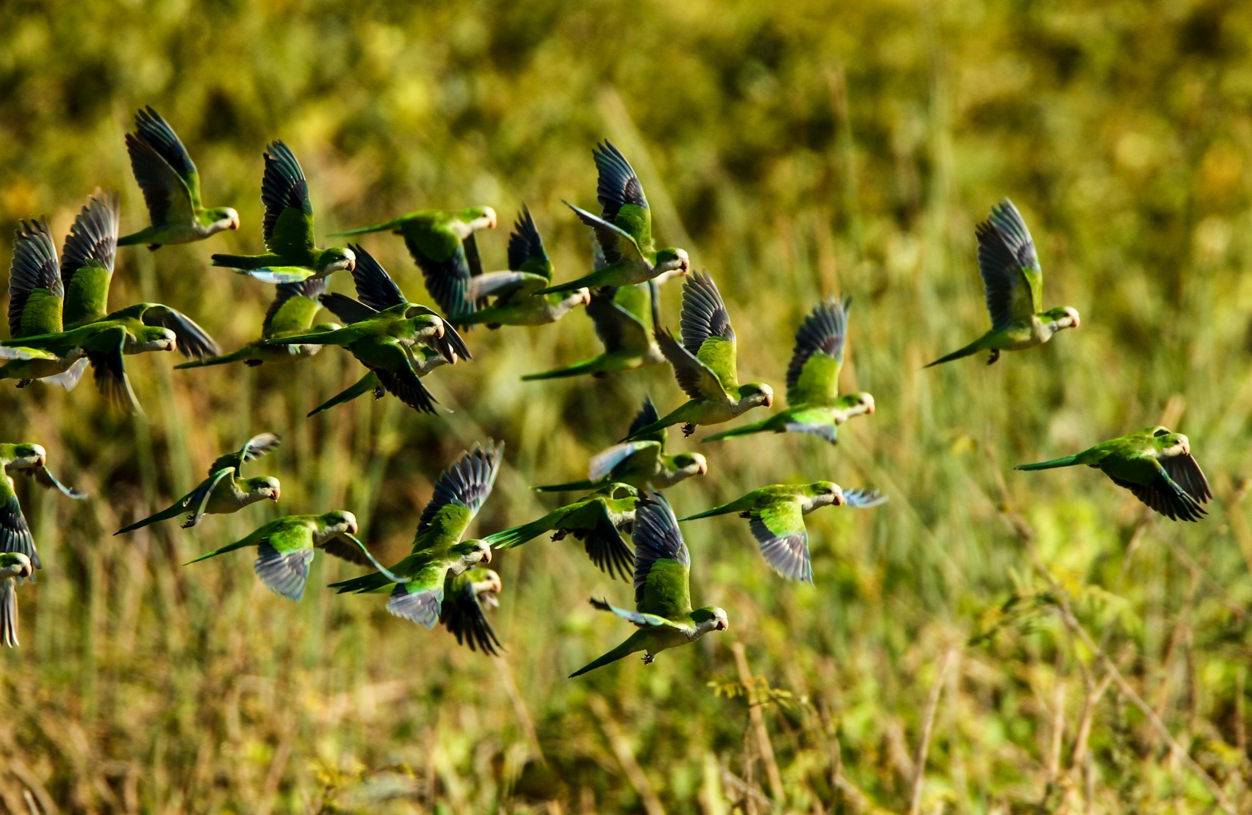 Pantanal Matogrossense, Travels, turismo em meio, natureza, 2560x1670 HD Desktop