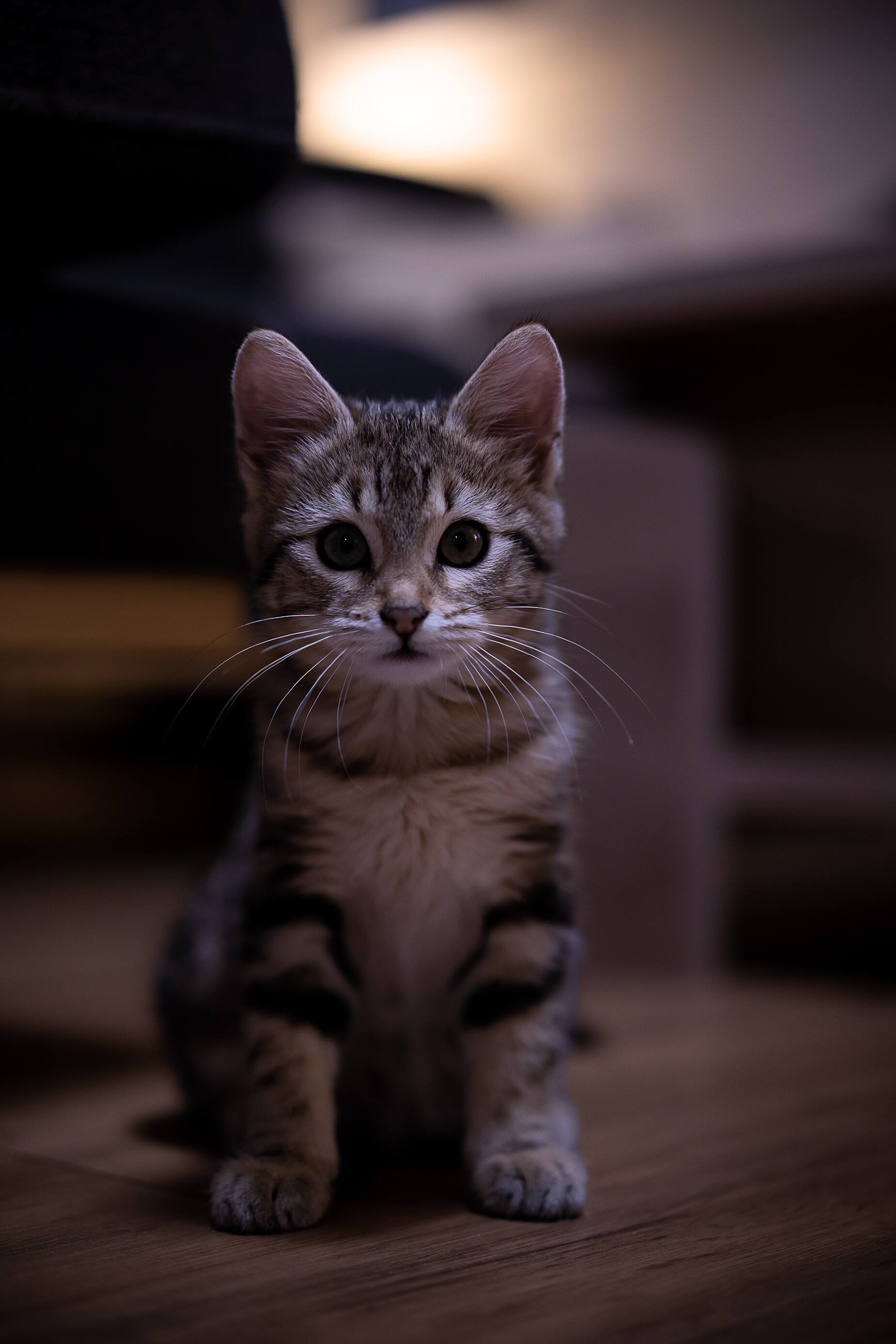 Close-up of a kitten, Lovely feline, 1850x2780 HD Phone