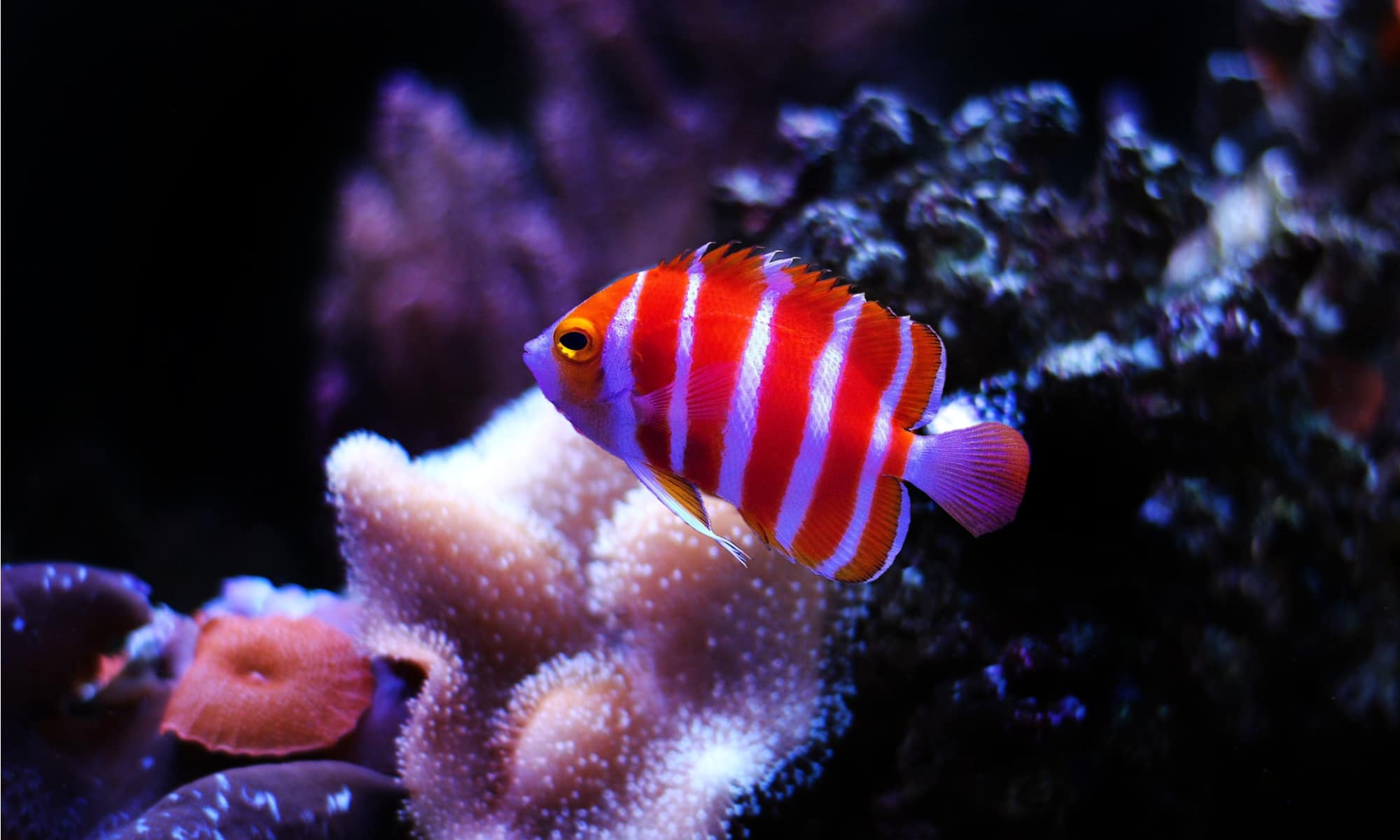 Angelfish, Peppermint Angelfish, Az Animals, 2000x1200 HD Desktop