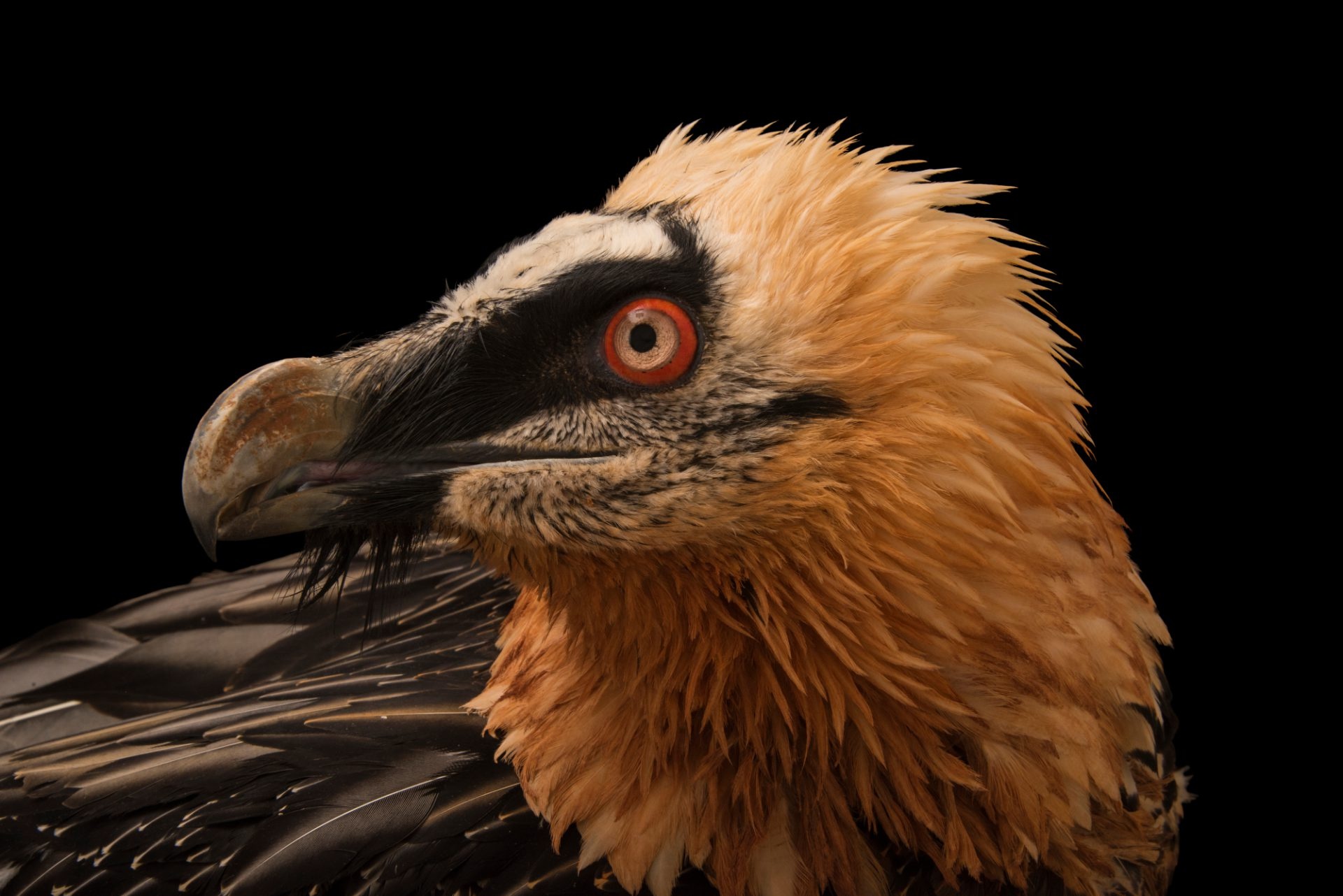 Bearded Vulture, Bir020 00134, Joel sartore, Bearded Vulture, 1920x1290 HD Desktop