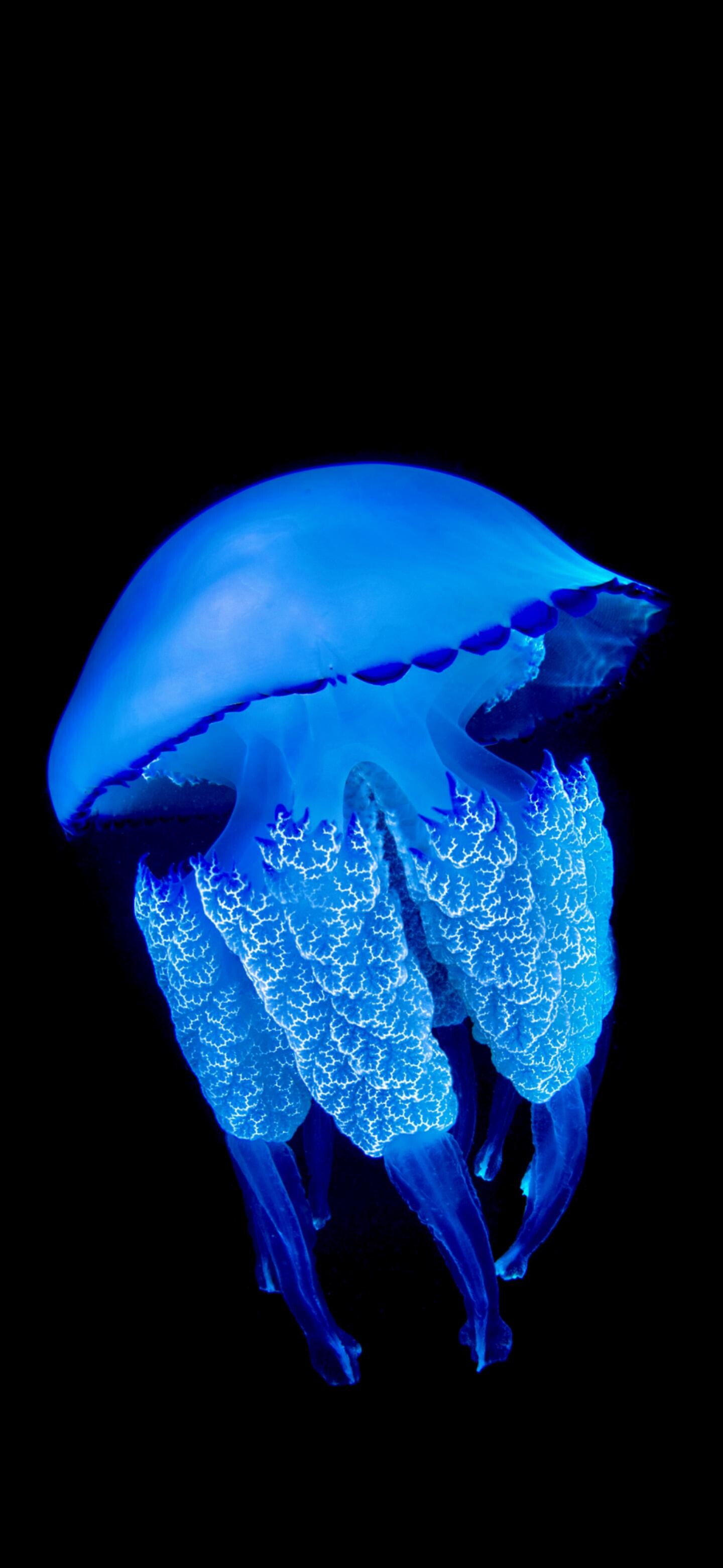 Marvelous jellyfish, Captivating creatures, Refined beauty, Background perfection, 1440x3120 HD Phone