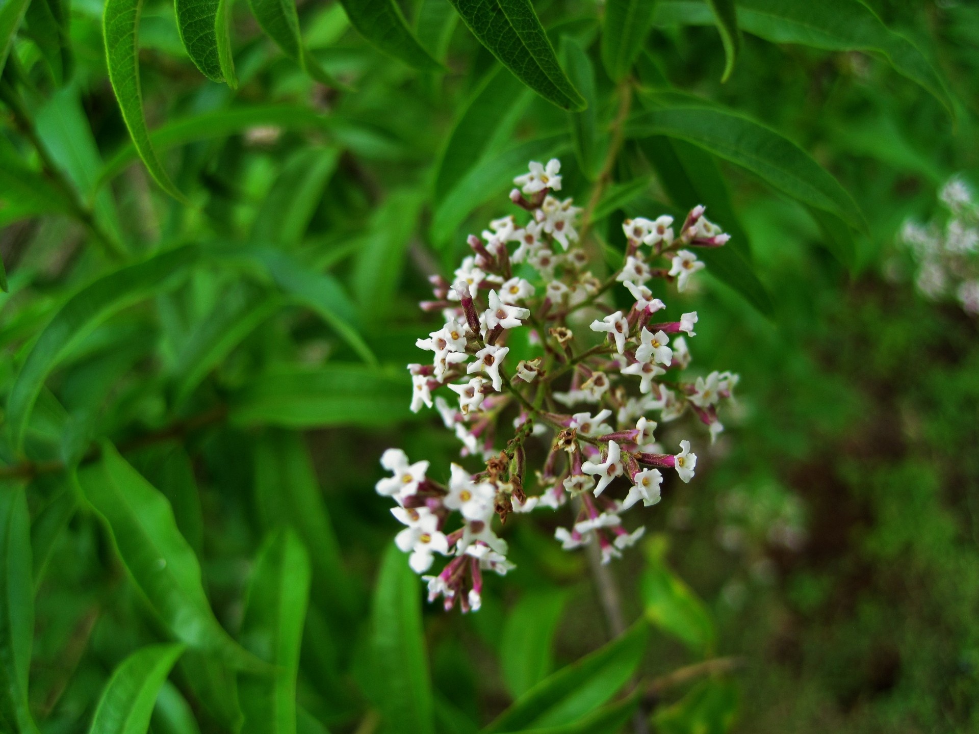 Lemon Verbena benefits, Contraindications, Growing photo, Aloysius lemon verbena, 1920x1440 HD Desktop