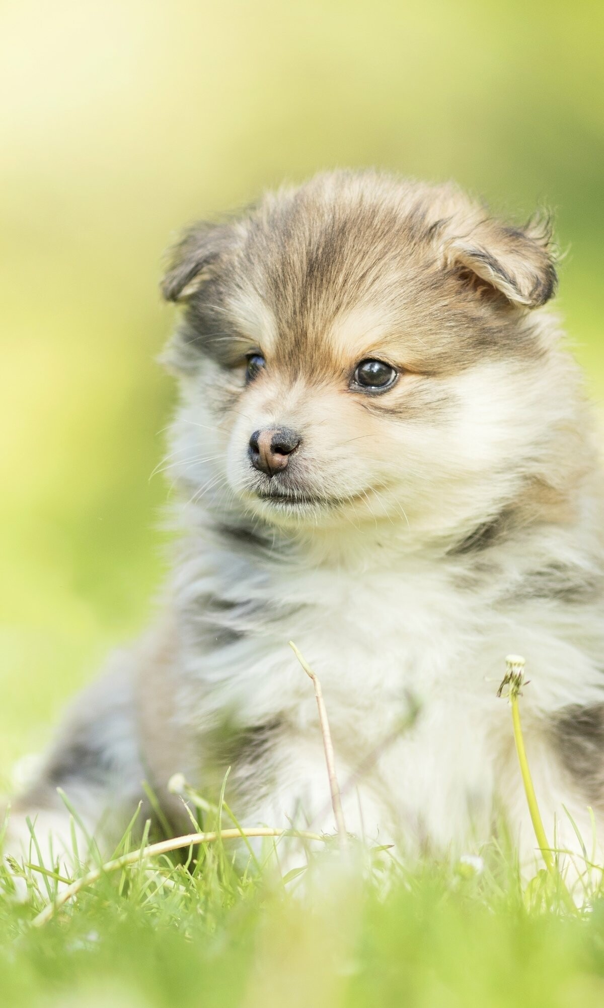 Animal puppy, Innocent eyes, Cute companionship, Lovable charm, 1200x2000 HD Phone