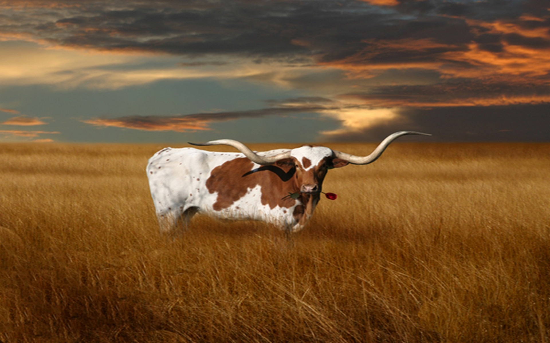 Texas longhorn vektorgrafik, University of Texas longhorns, Texas longhorns iPhone, Wallpaper, 1920x1200 HD Desktop