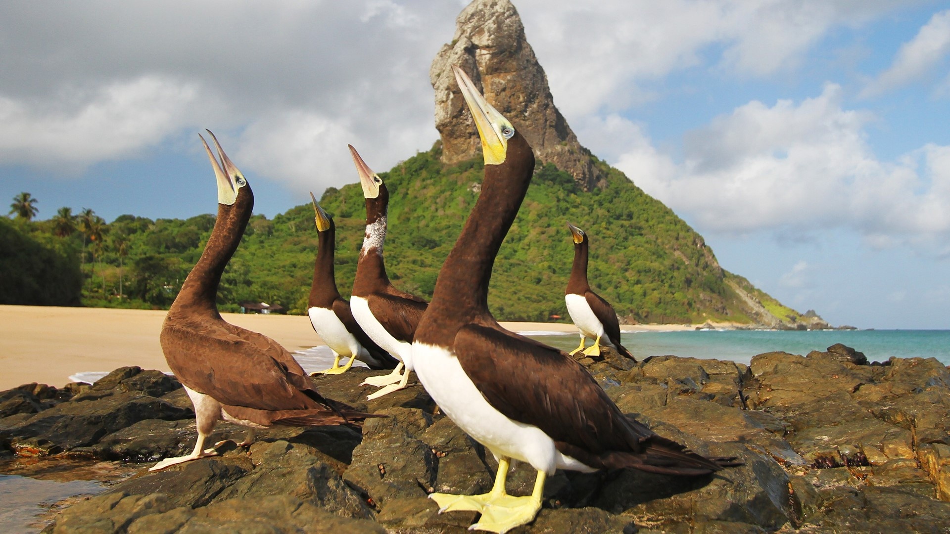 Seabirds, Brown booby, Fernando de Noronha, Brazil, 1920x1080 Full HD Desktop