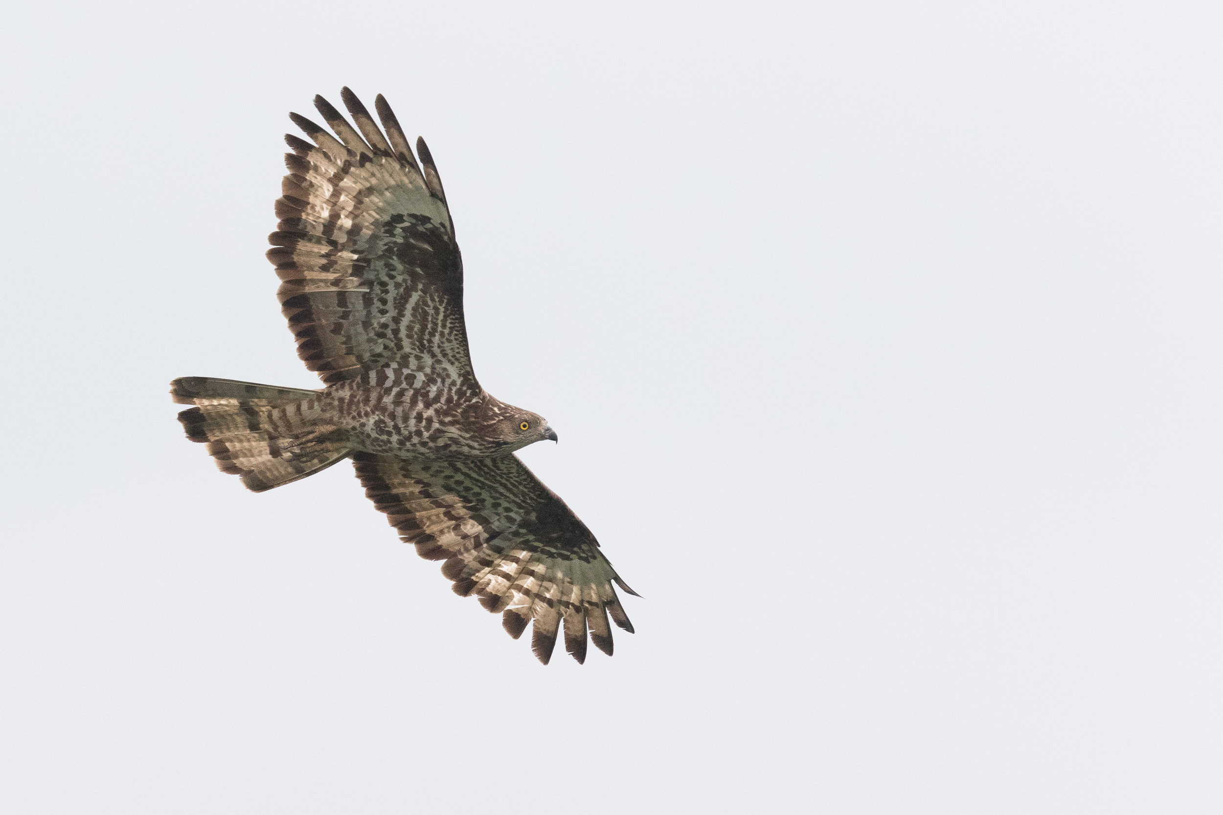 Buzzard (Animal), Enigmatic honey buzzard, Birding experiences, Naturalist's delight, 2500x1670 HD Desktop