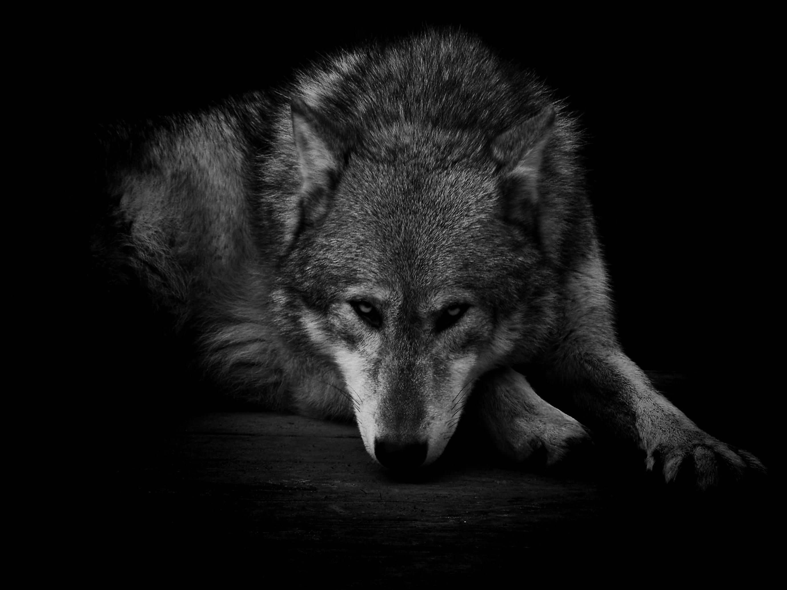 Gray Wolf, Wallpaper, HD wallpapers, Lone wolf, 2760x2070 HD Desktop