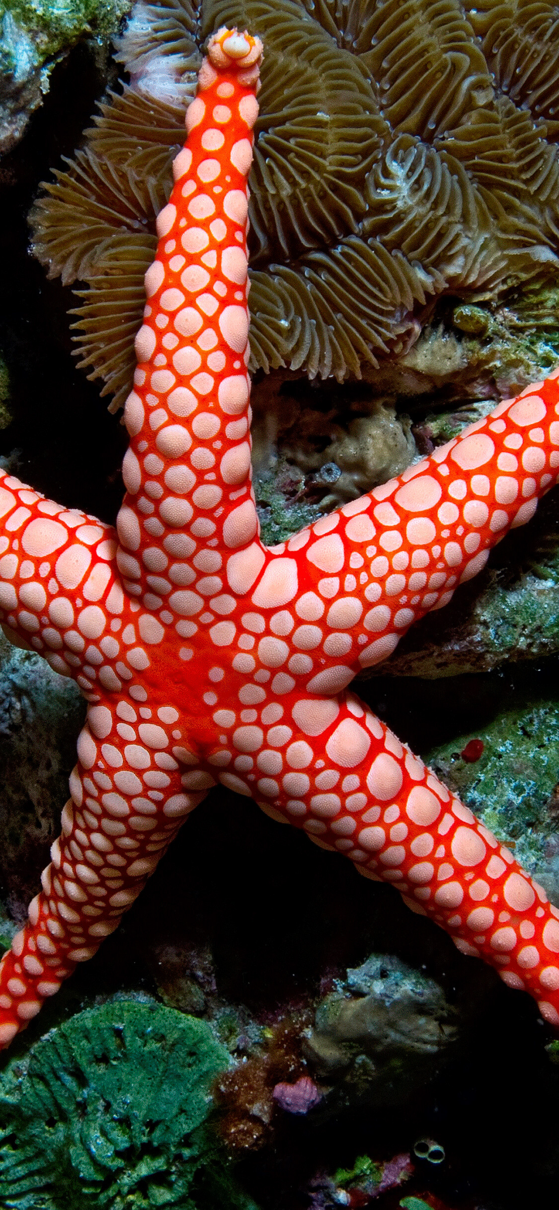 Starfish, Coral Reefs Wallpaper, 1130x2440 HD Phone