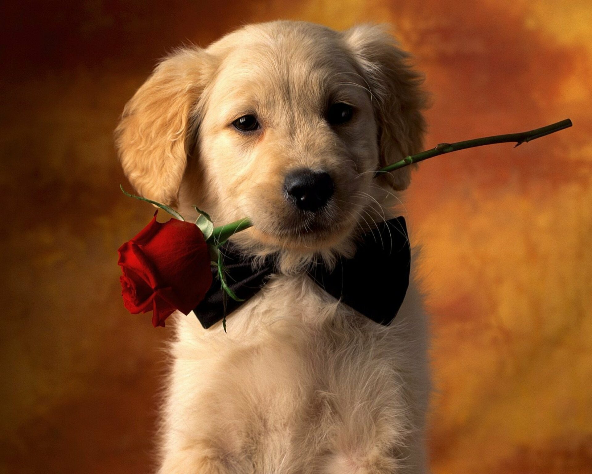Puppy with rose, Golden Retrievers Wallpaper, 1920x1540 HD Desktop